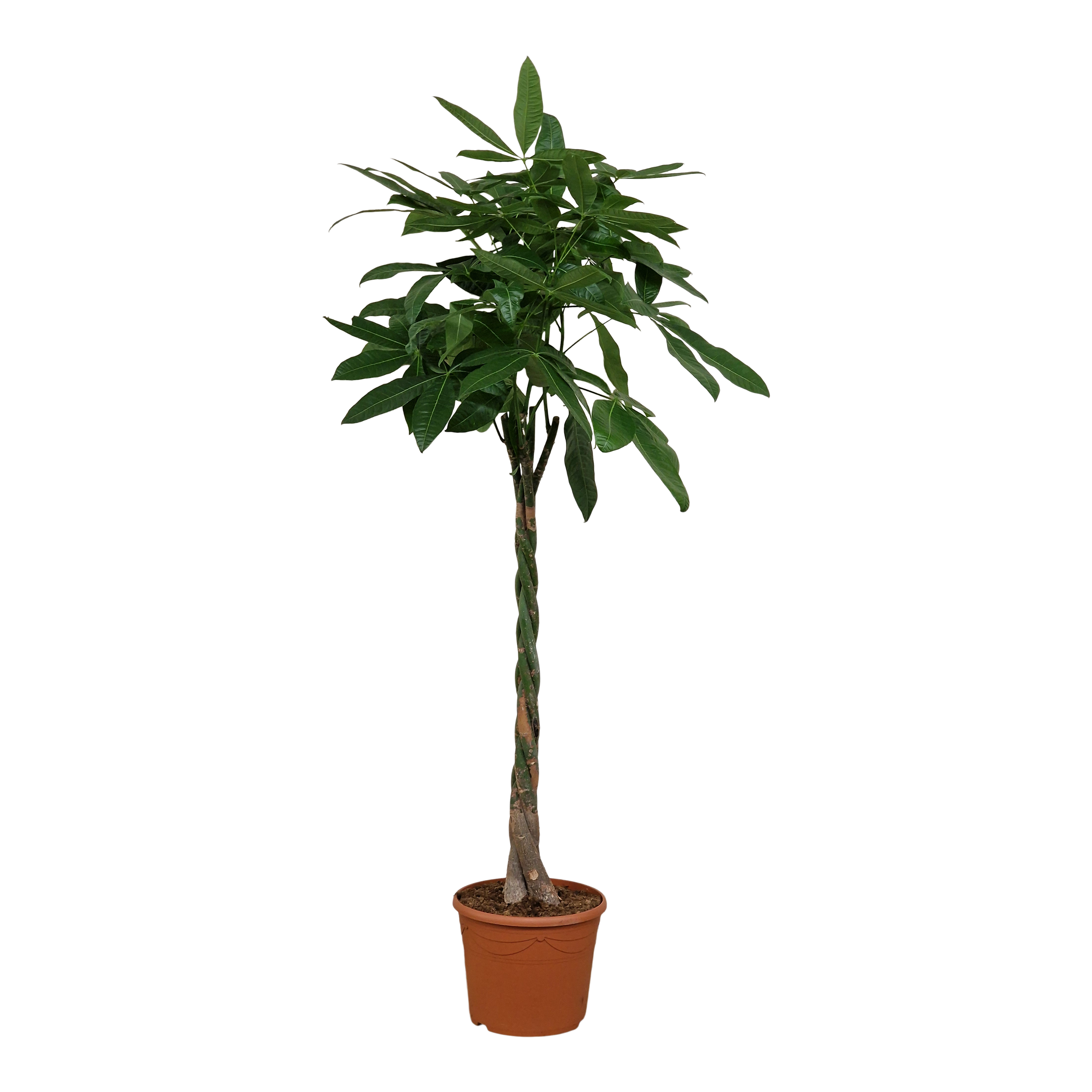 Pachira Aquatica 190 cm