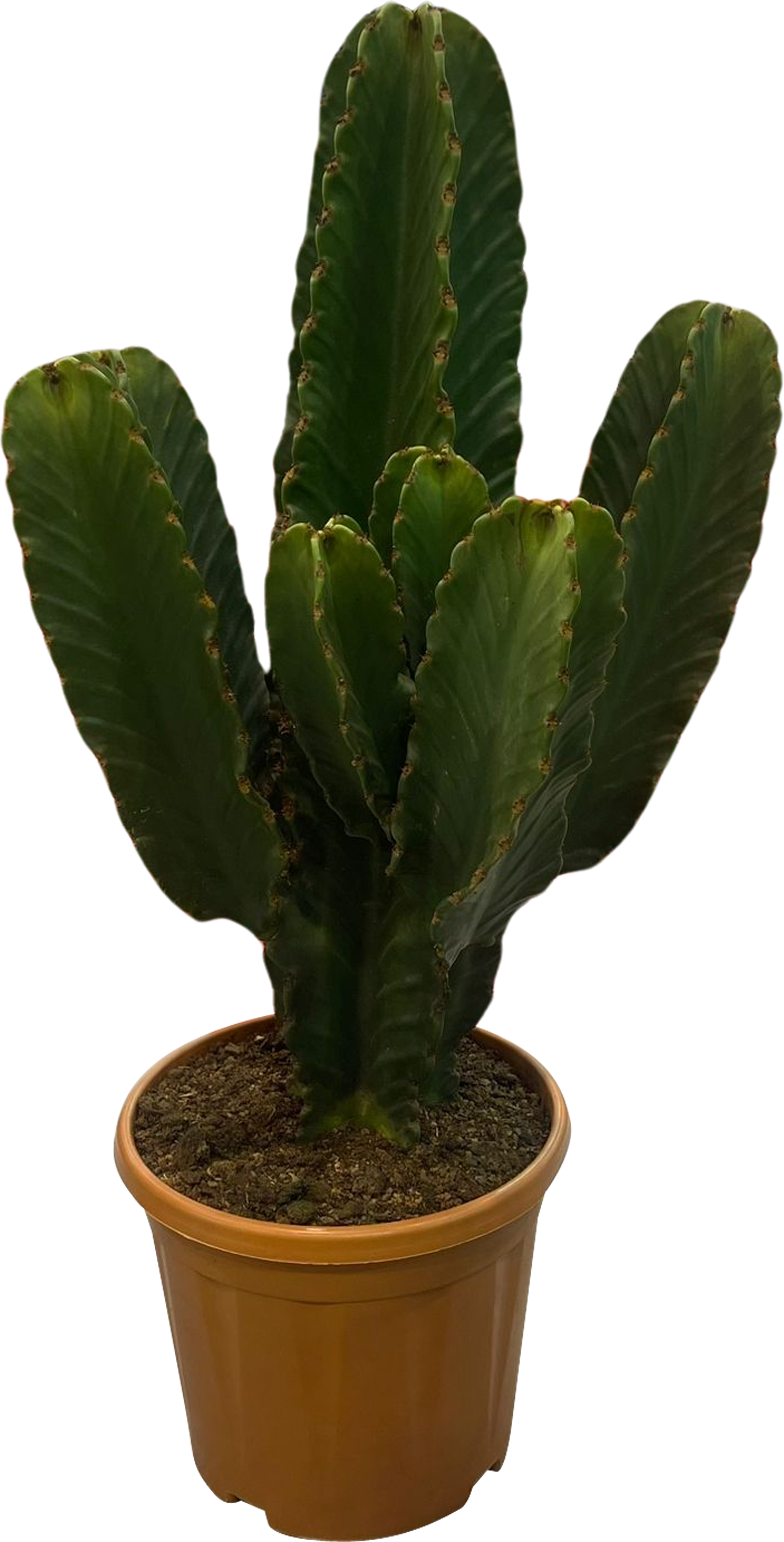 Wilczomlecz wielki Euphorbia Ingens 90 cm