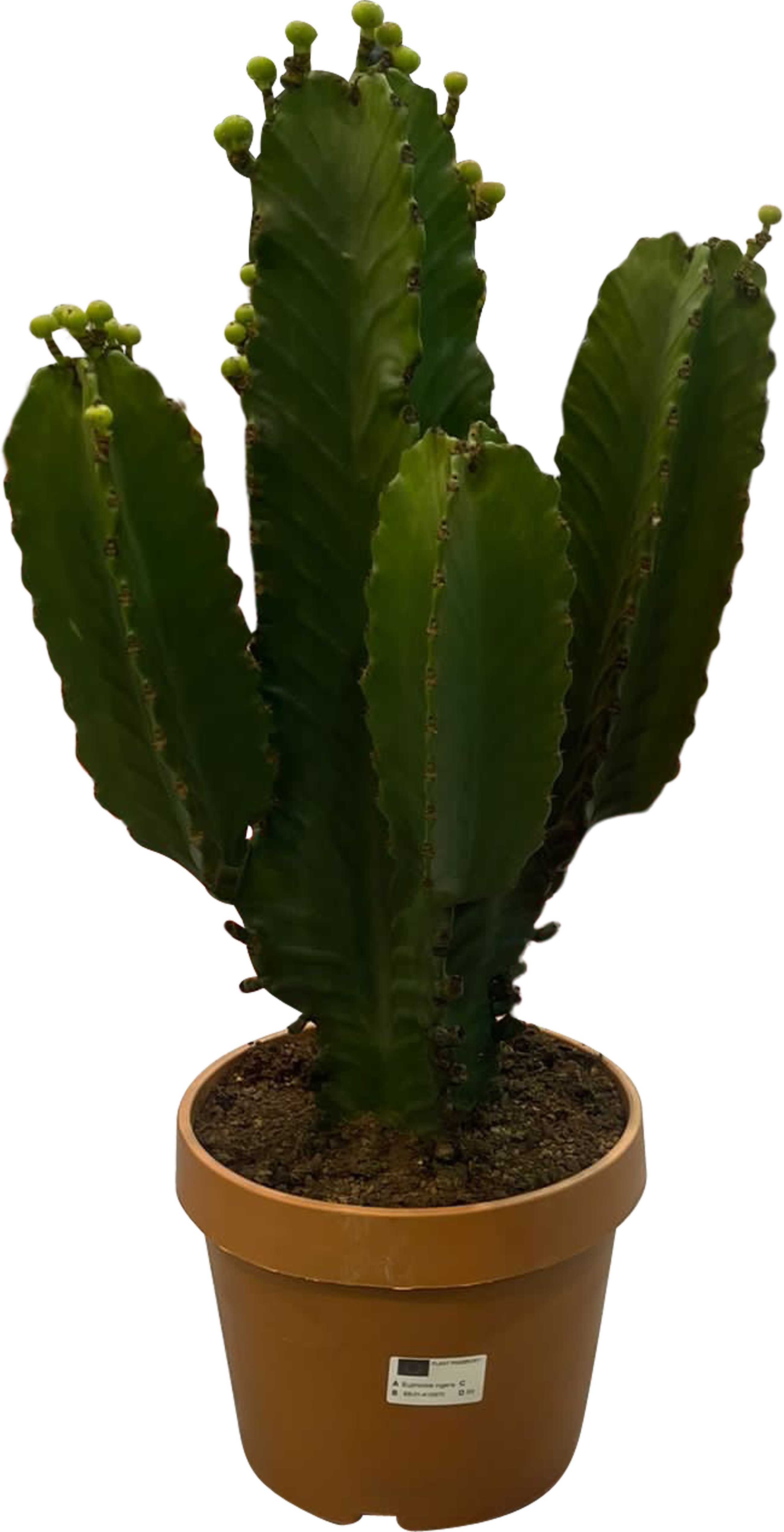 Wilczomlecz wielki Euphorbia Ingens 70 cm