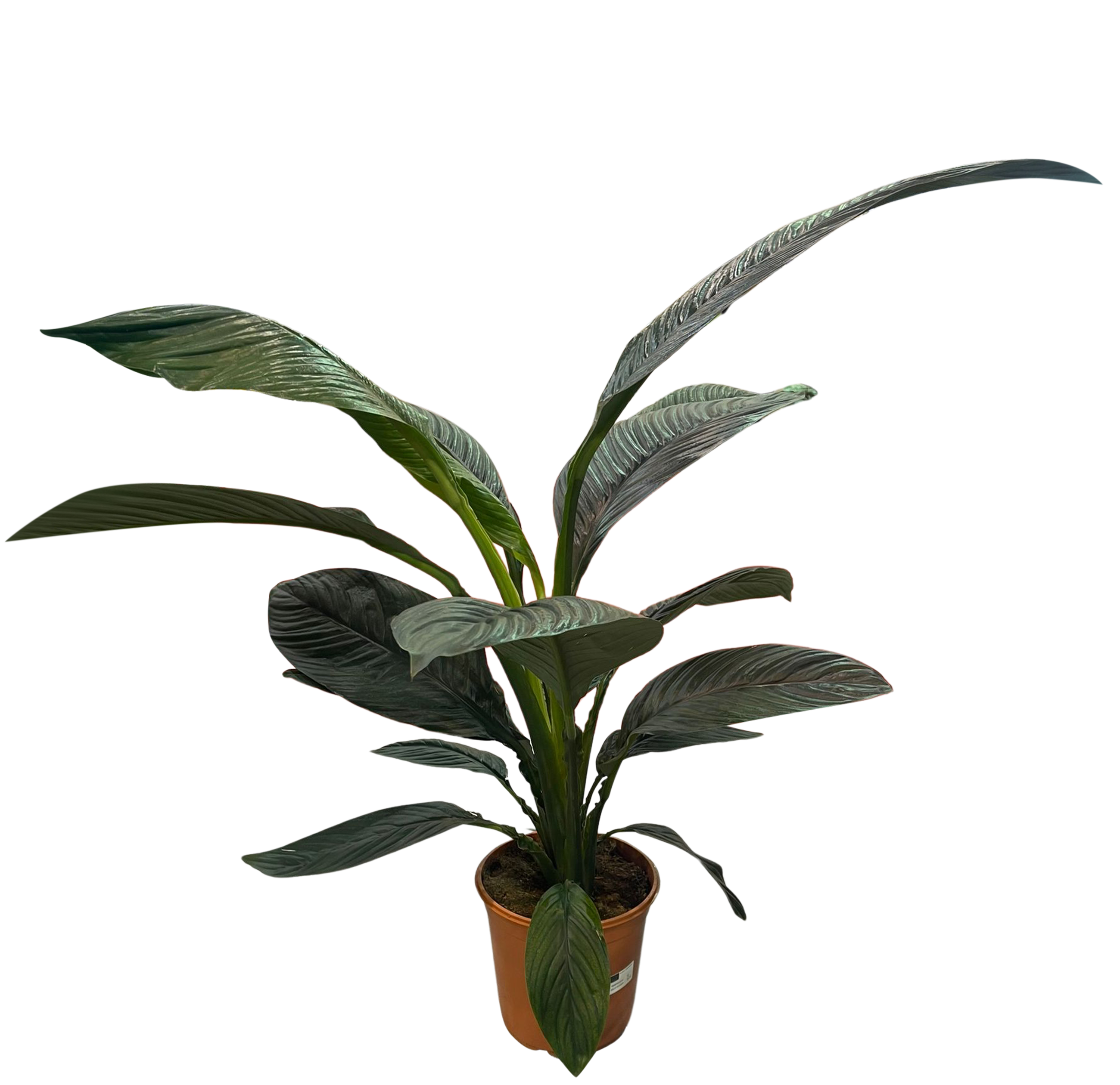 Skrzydłokwiat Spathiphyllum Sensation 80-110 cm