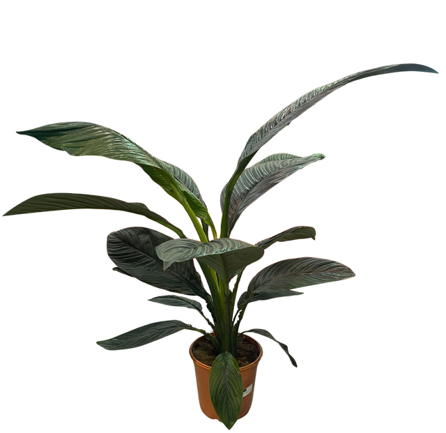 Skrzydłokwiat Spathiphyllum Sensation 80-110 cm