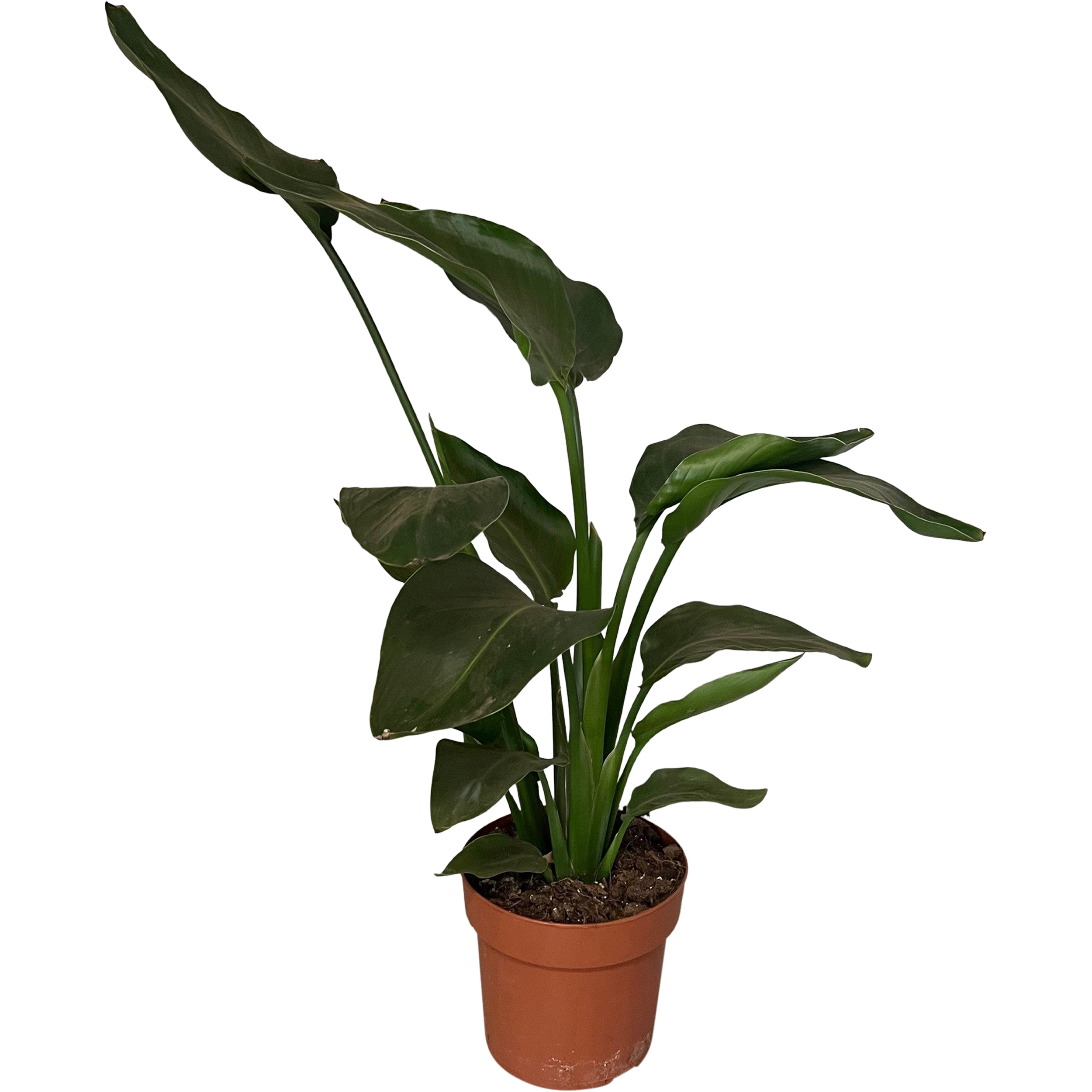 Strelicja Nicolai 55-65 cm