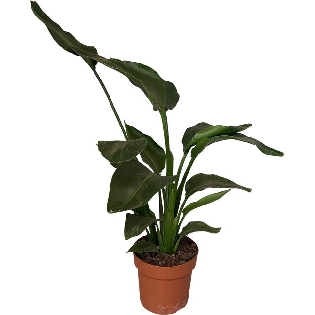Strelicja nicolai 55 65 cm 92420952