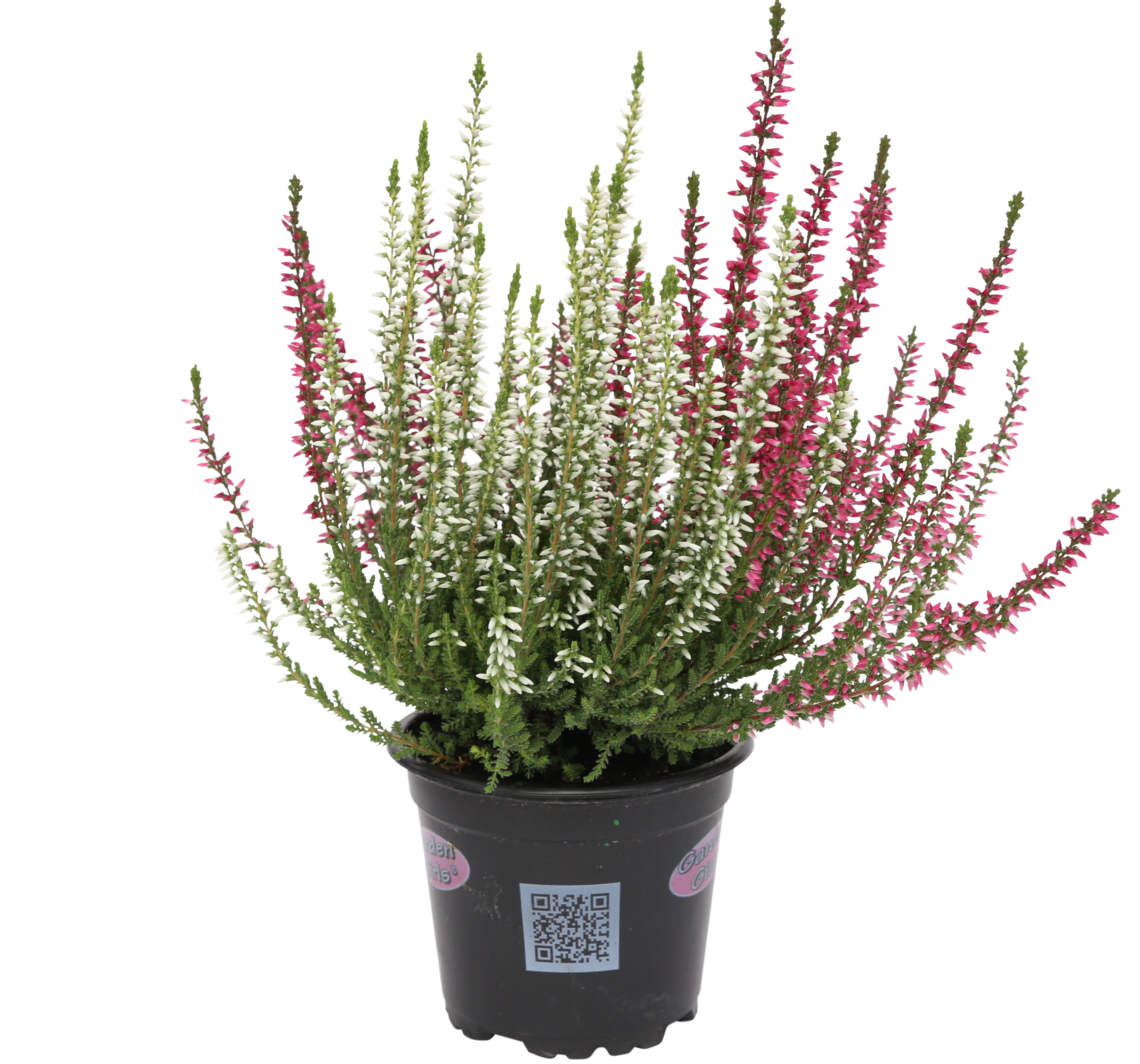 Wrzos ogrodowy Garden Girls Twin 15-25 cm