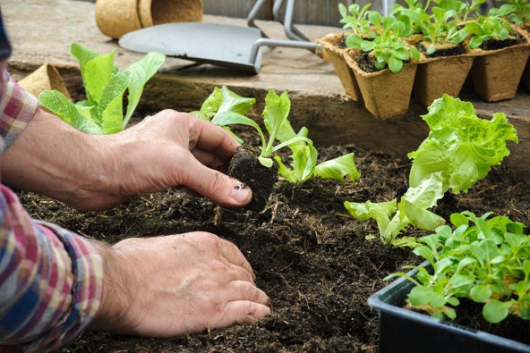com-CaldendarioGiardiniere-detail-insalata