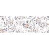 ver variante Color Flor Blanco 2D Mate