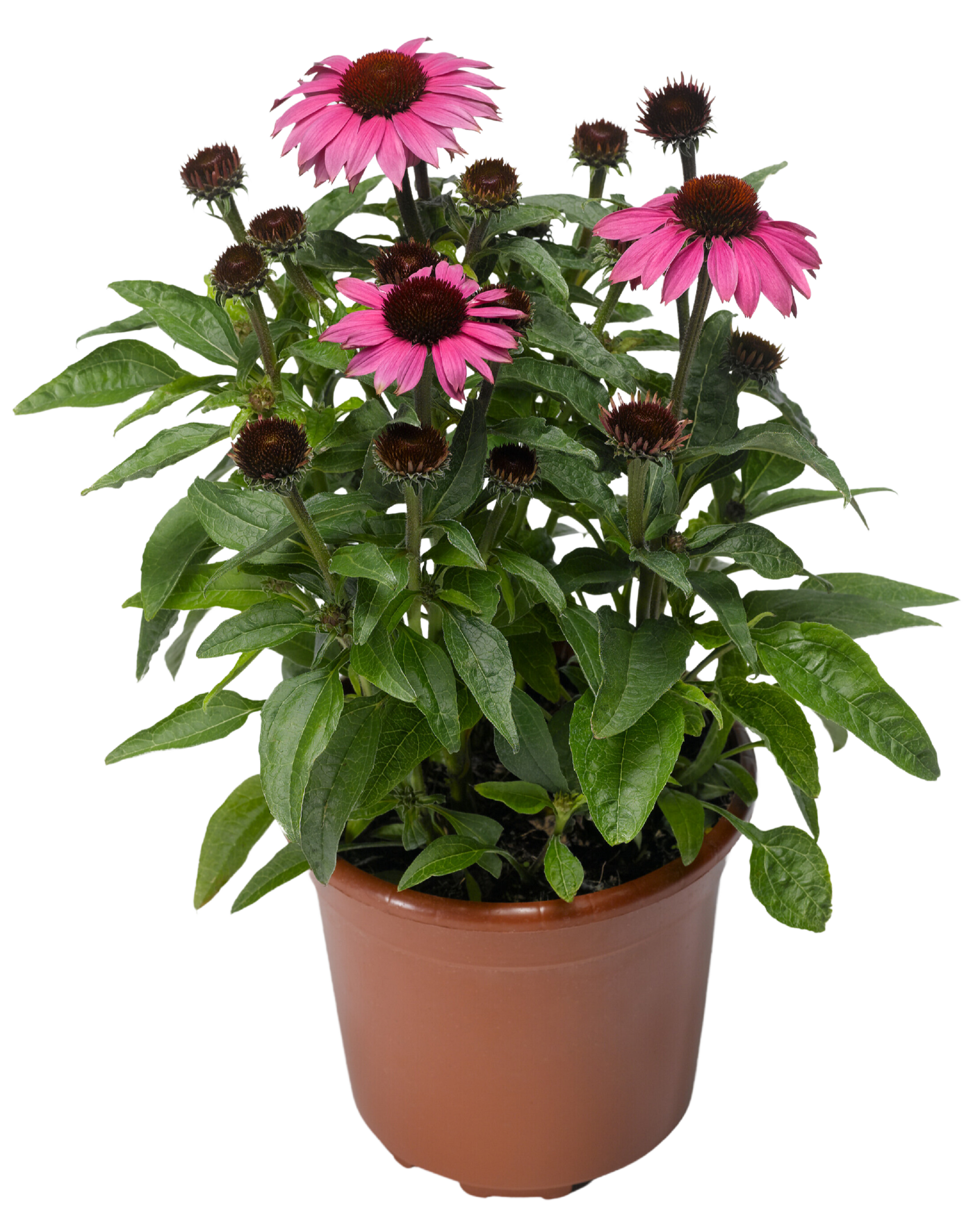 Byliny mix 15-30 cm