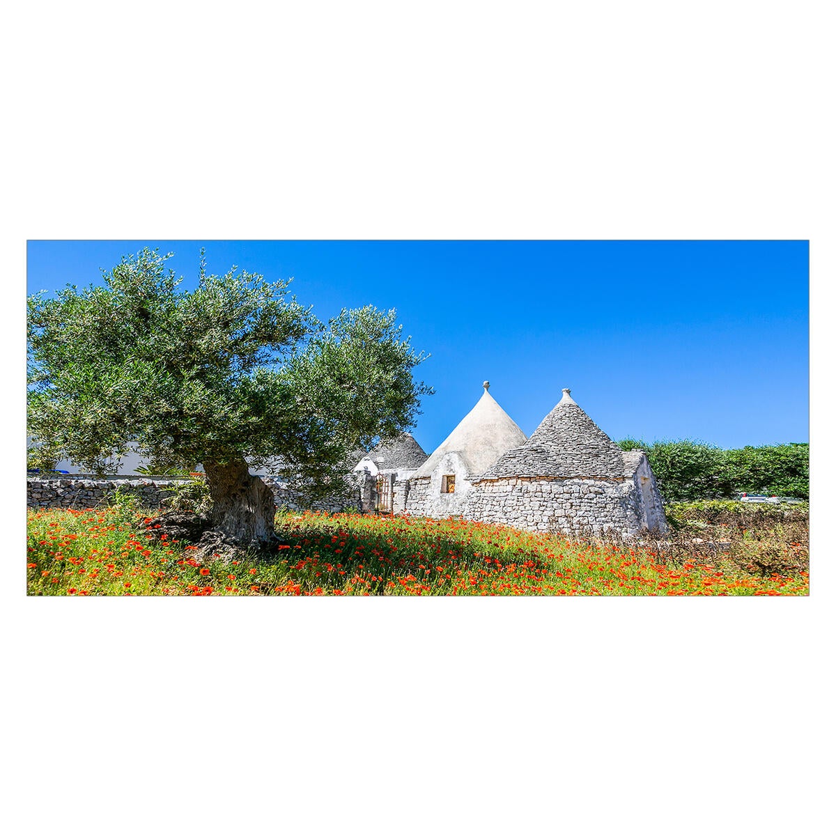 puglia trulli e albero ulivo
