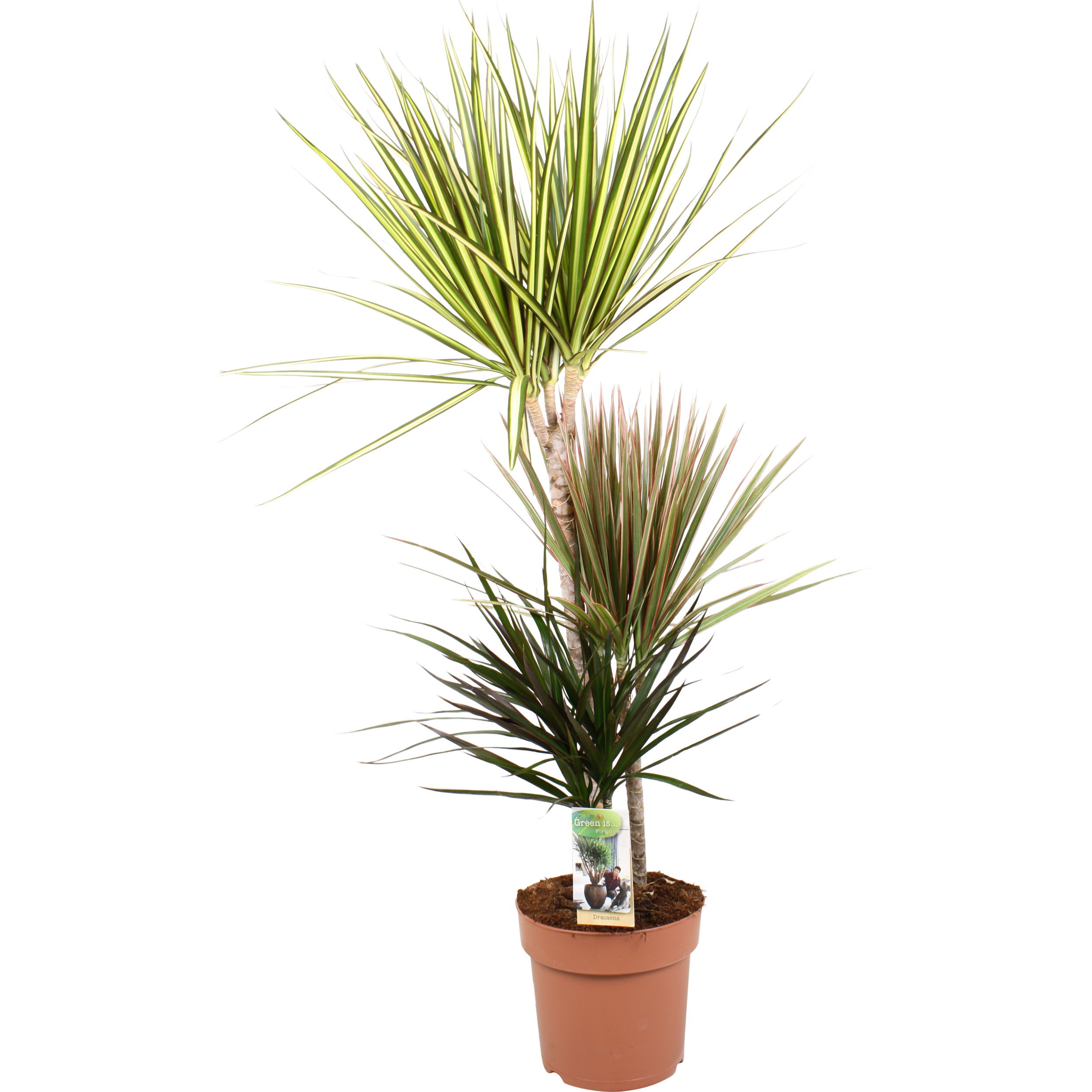 Dracena Brasil 115-125 cm