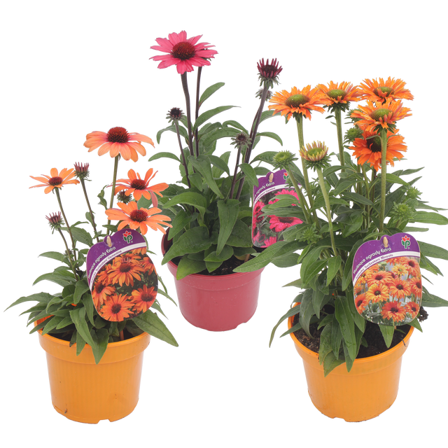 Jeżówka Sunseekers 35 cm