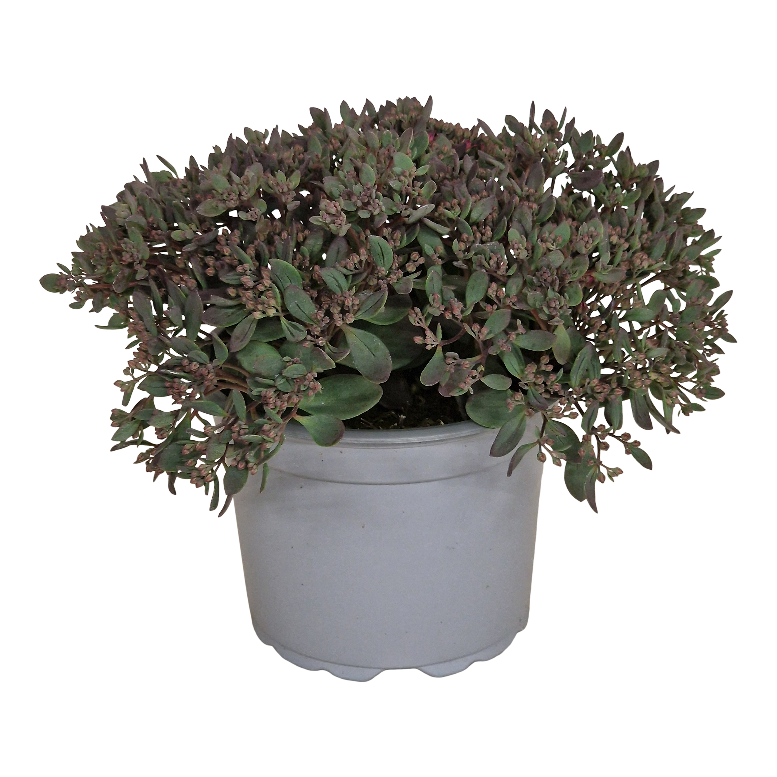 Rozchodnik mix mix 32 cm
