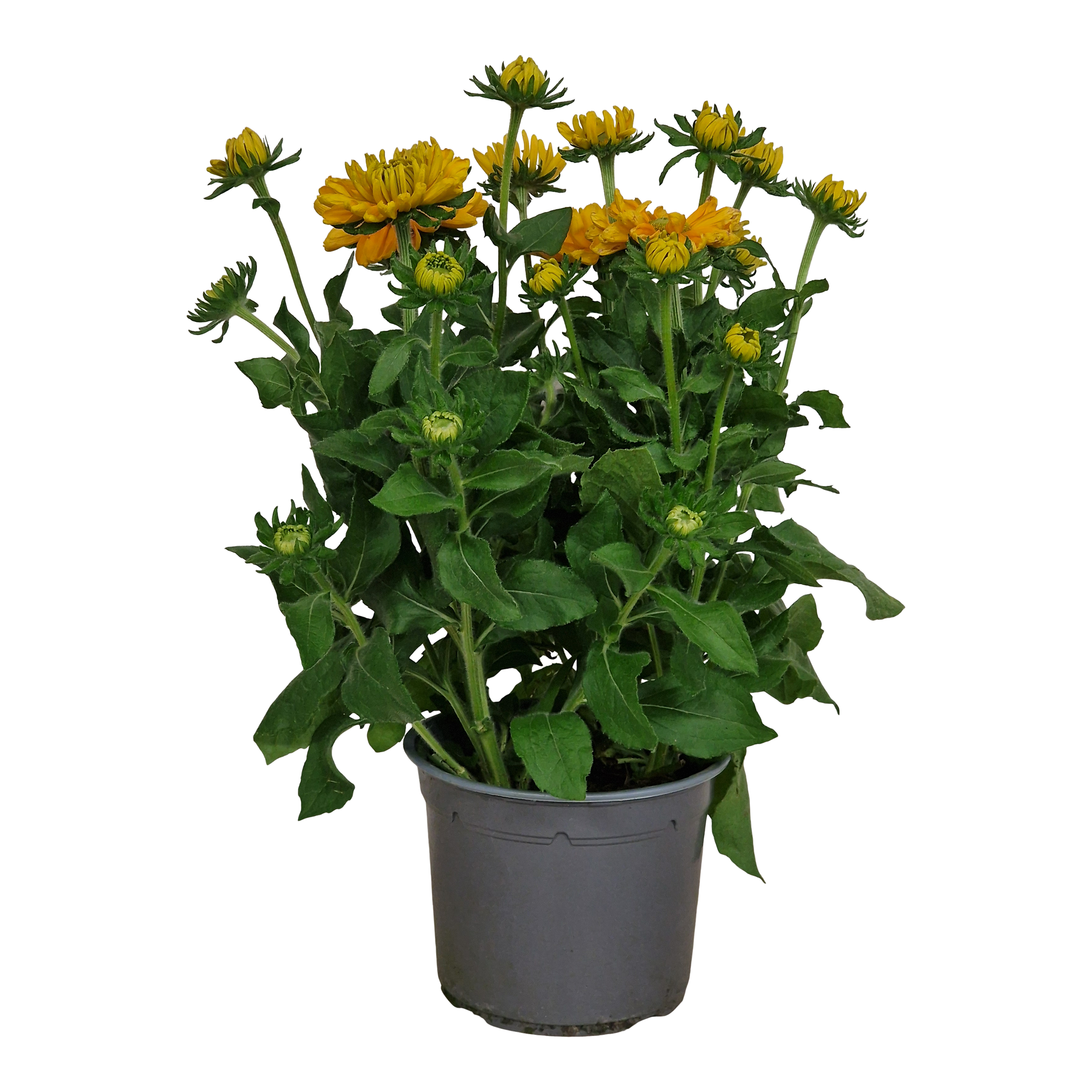 Rudbekia Little Goldstar 40 cm