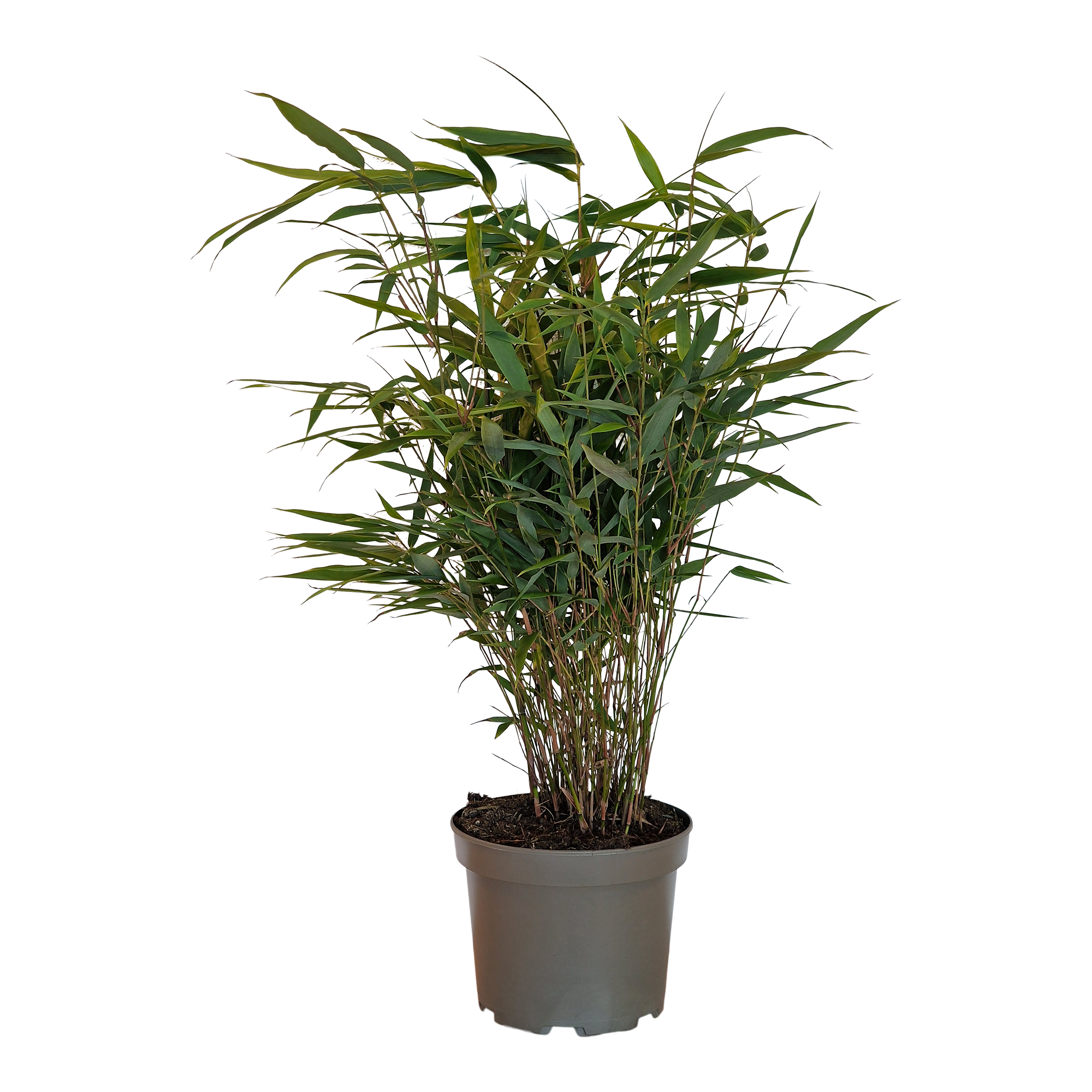 Fargezja Robusta Formidable 35cm