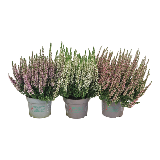 Wrzos Beauty Ladies 25-30 cm