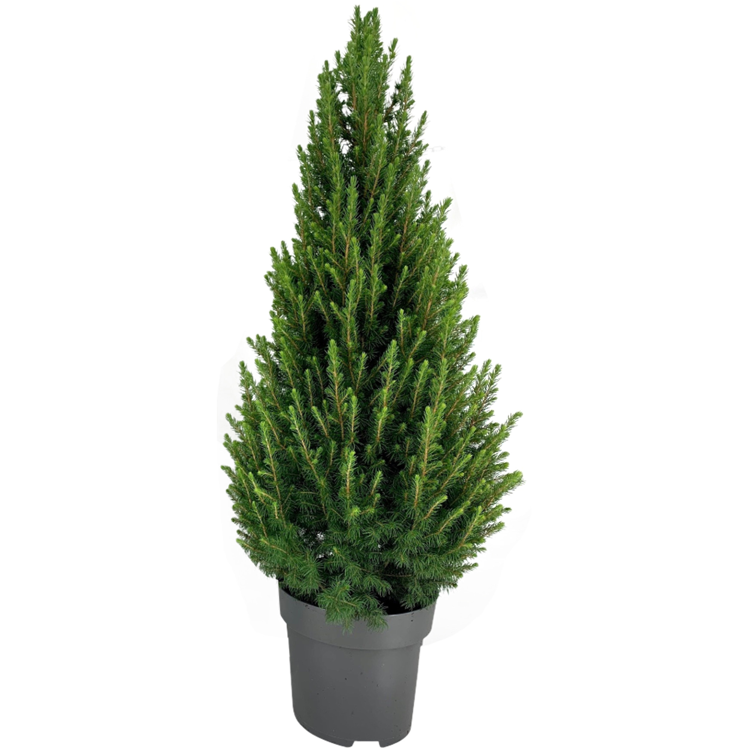 Świerk biały Conica 120-130 cm