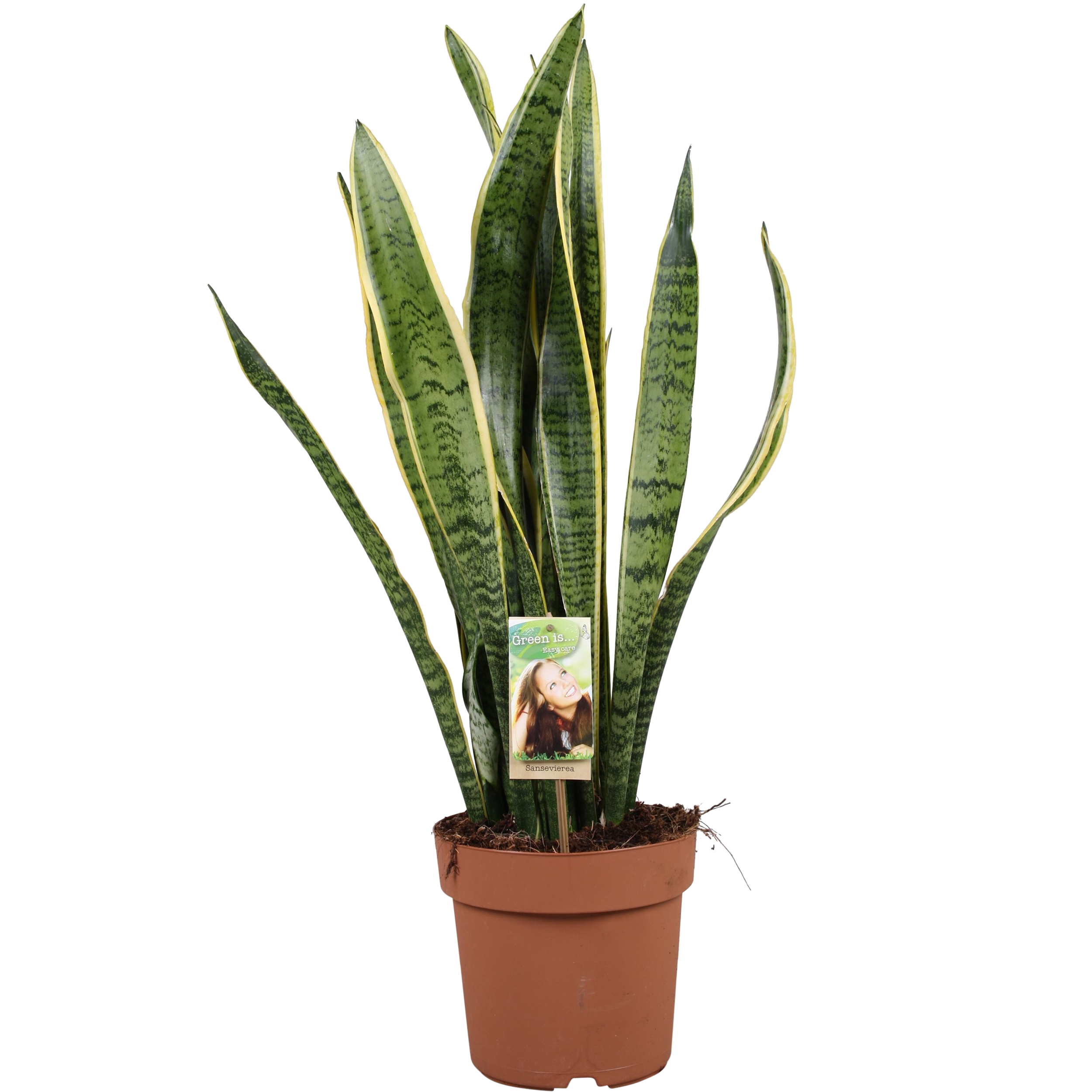 Sansewieria Laurentii 75 cm