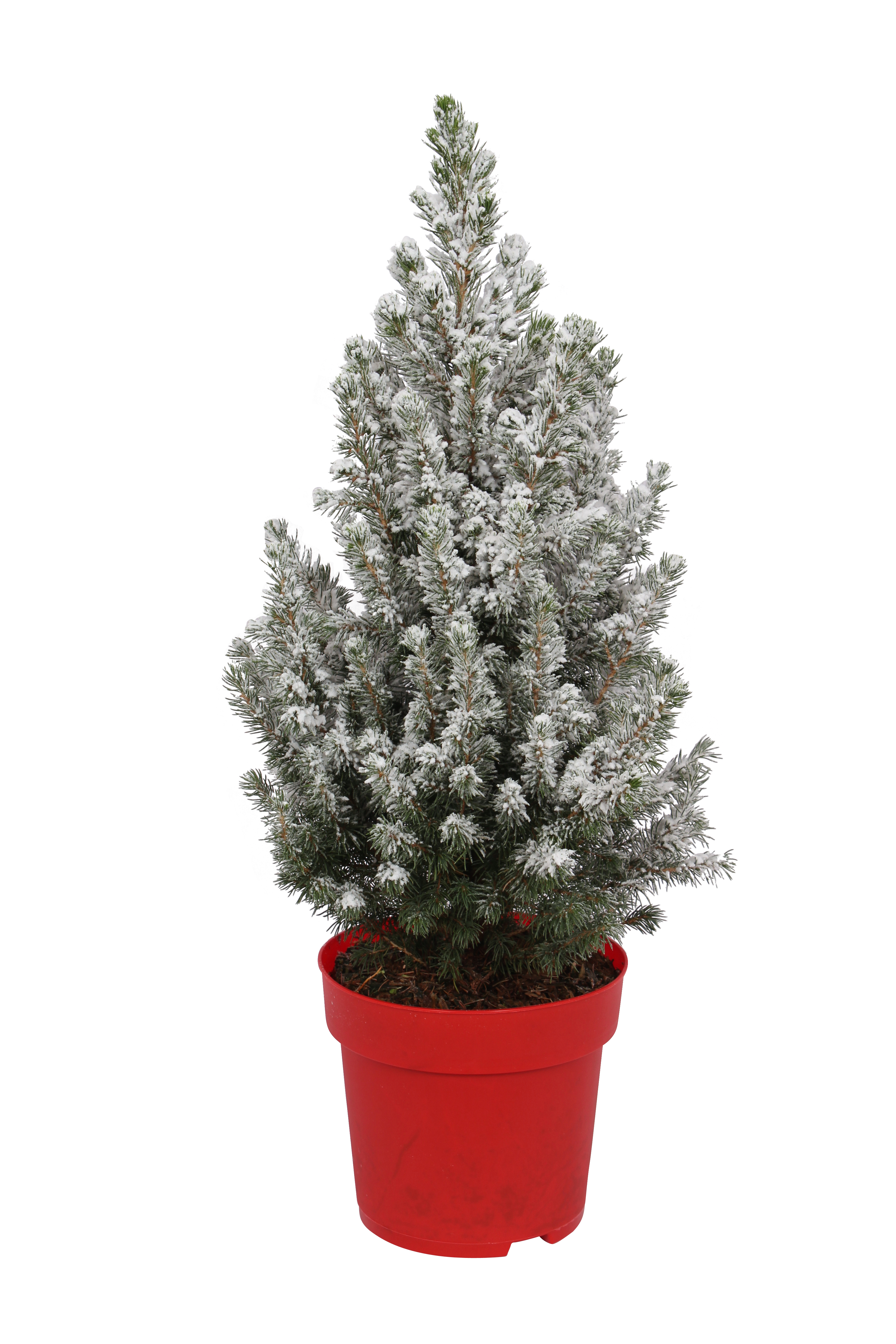 Świerk biały Conica 65-70 cm