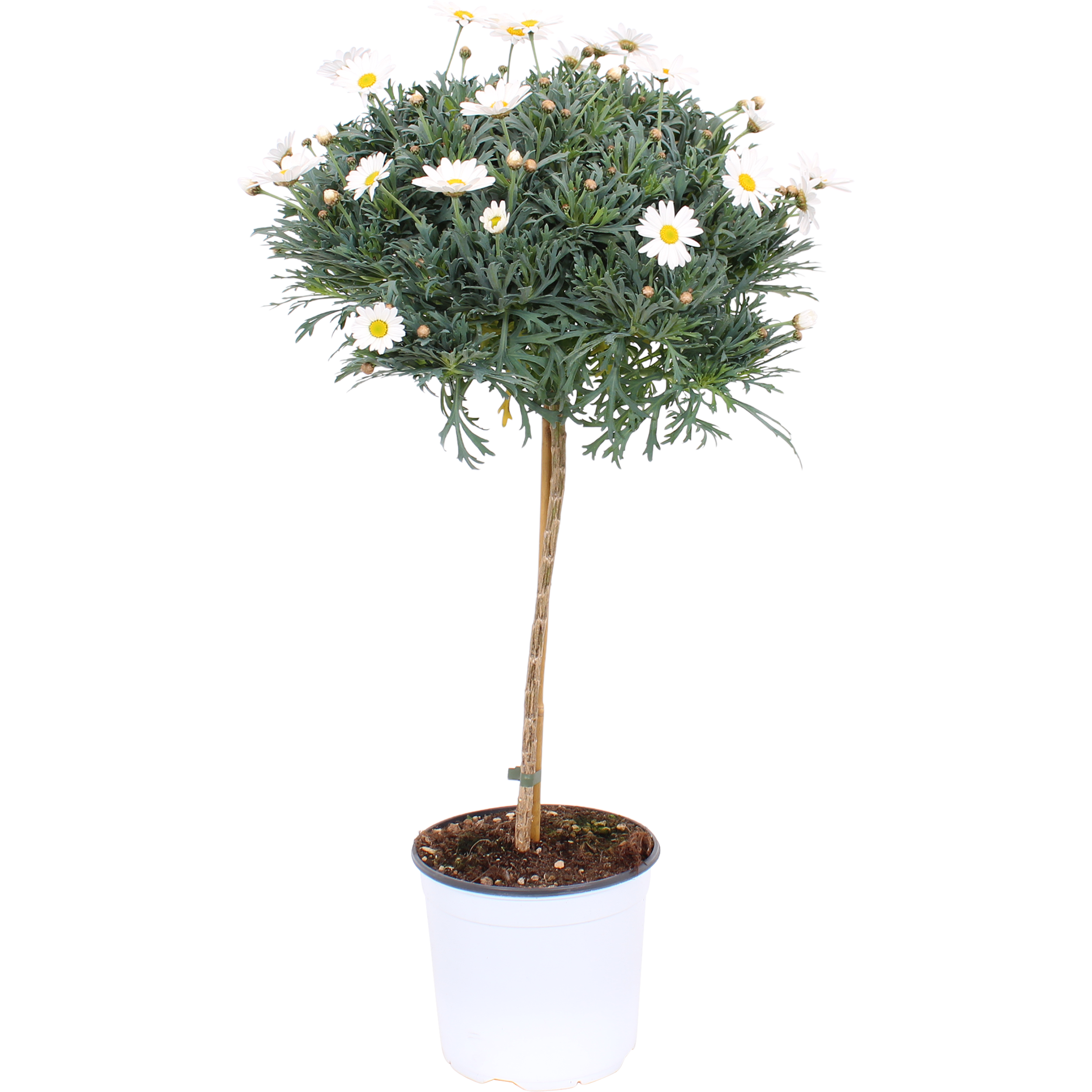 Margaretka biała na pniu 45-55 cm