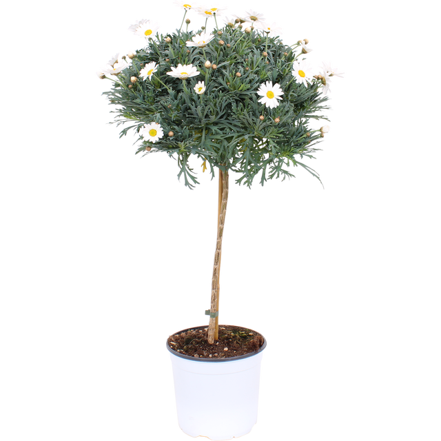 Margaretka biała na pniu 45-55 cm