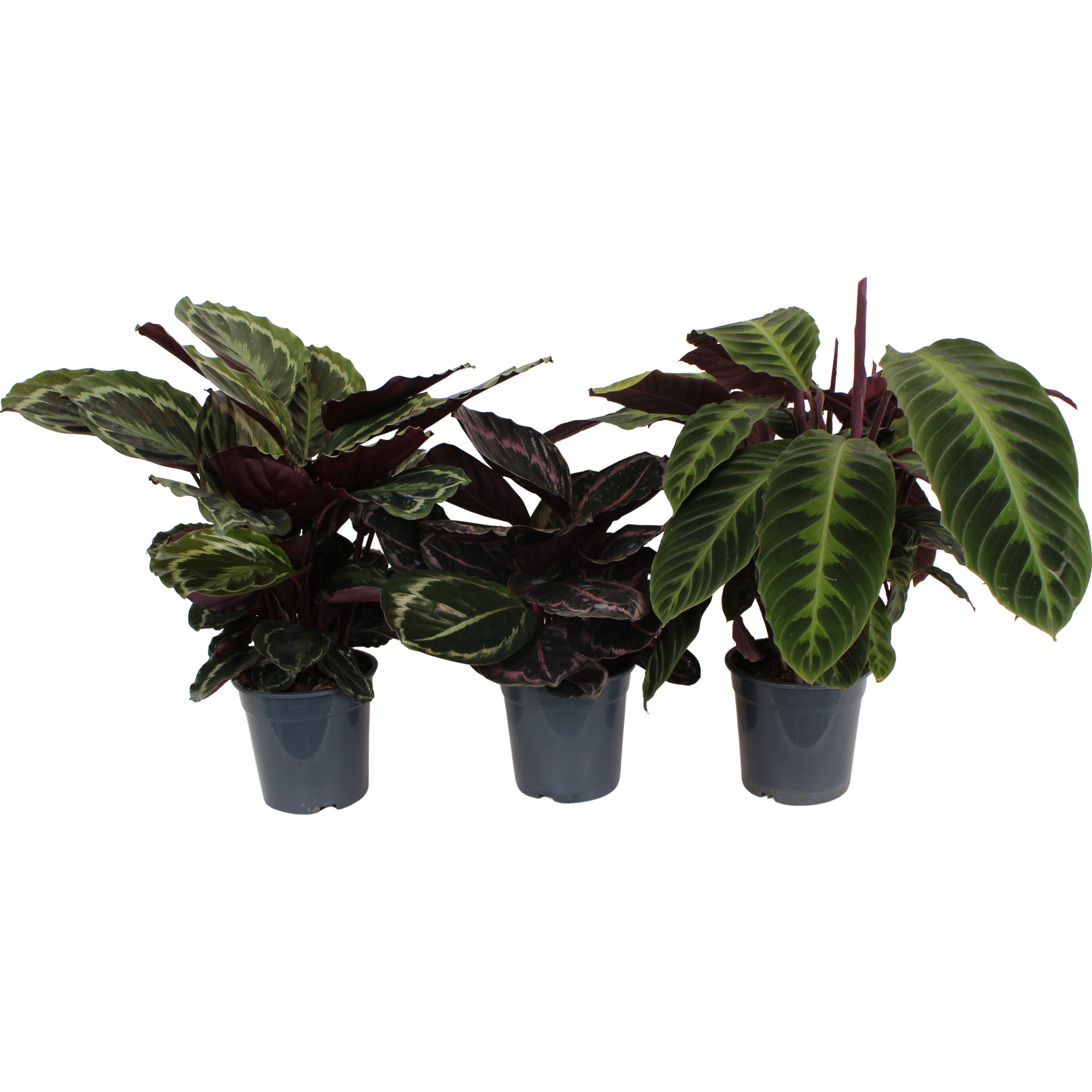 Kalatea mix 65-80 cm