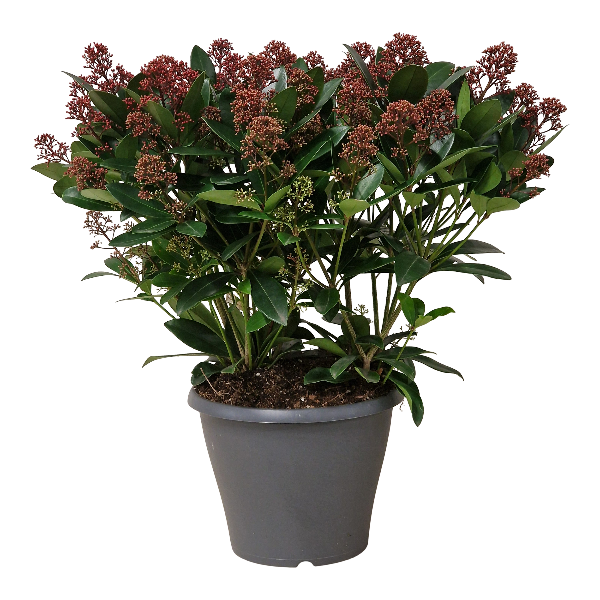 Skimmia Rubella 55cm