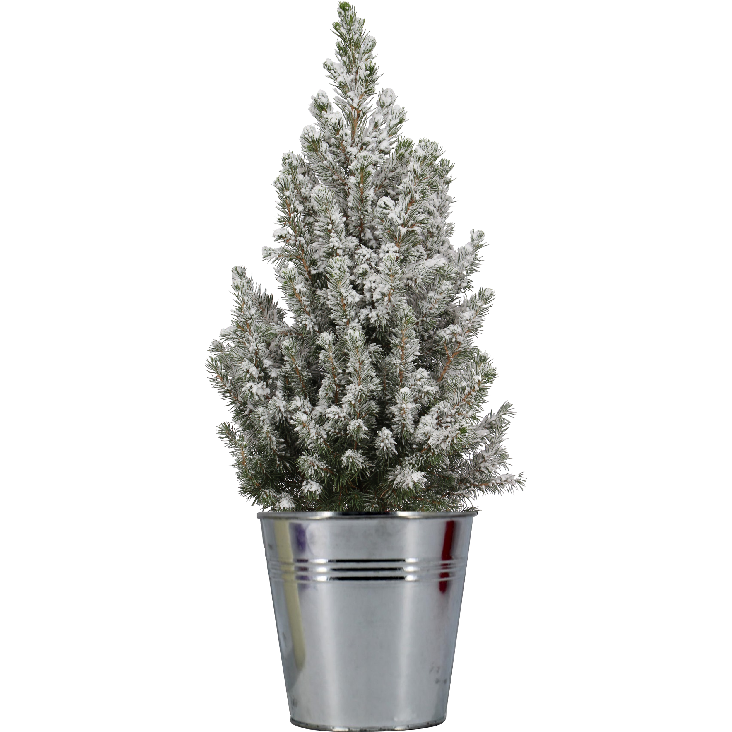 Świerk biały Conica 65-70 cm