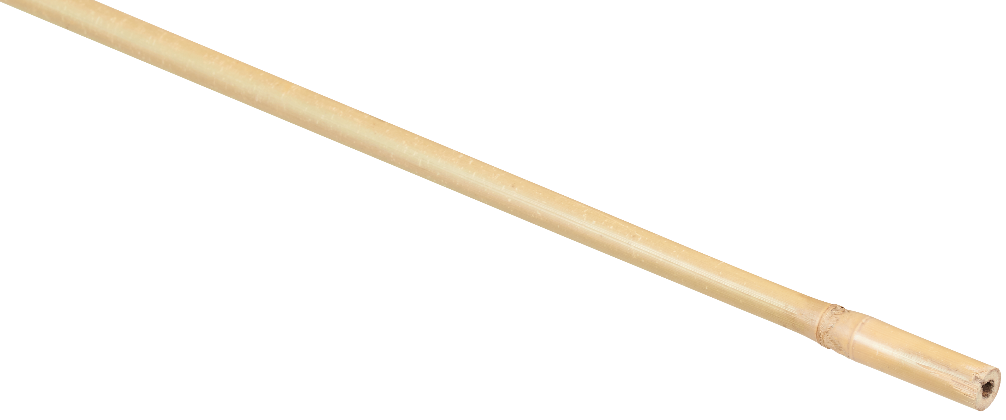Tyczka bambusowa 150 cm x 12/14 mm Nortene - 2