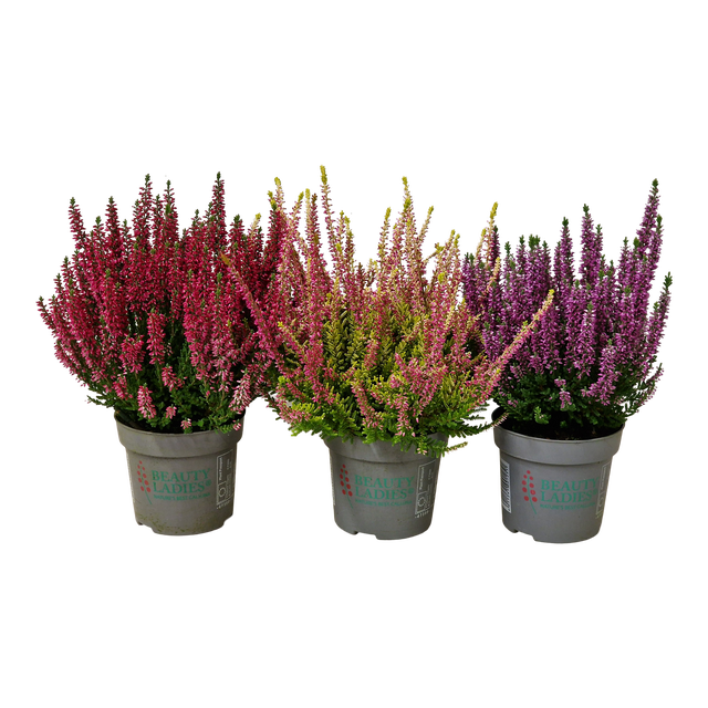 Wrzos pospolity Beauty Ladies mix 25 cm