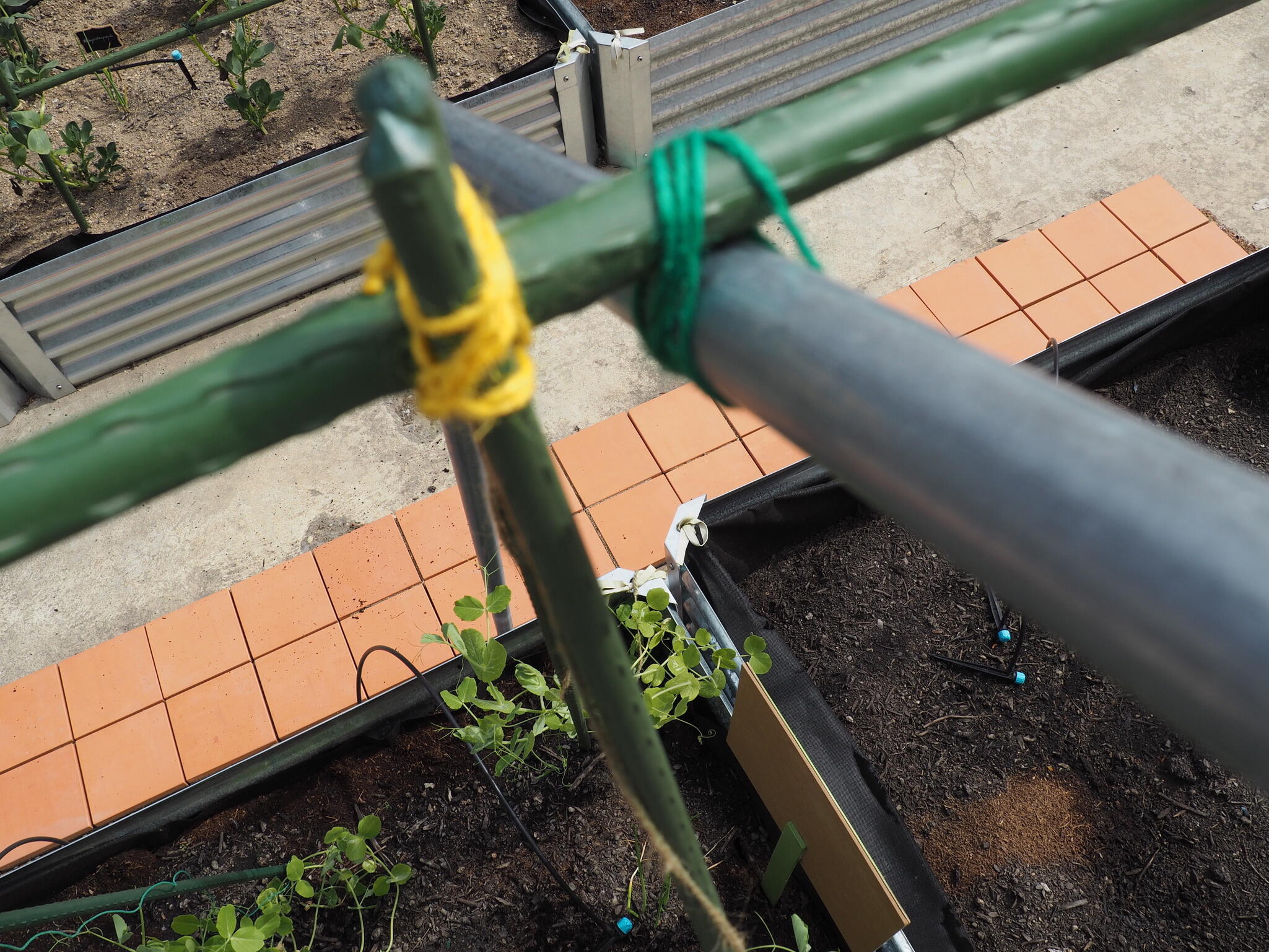 Tutor de 1.8m de alto y 16 mm de diámetro - 5