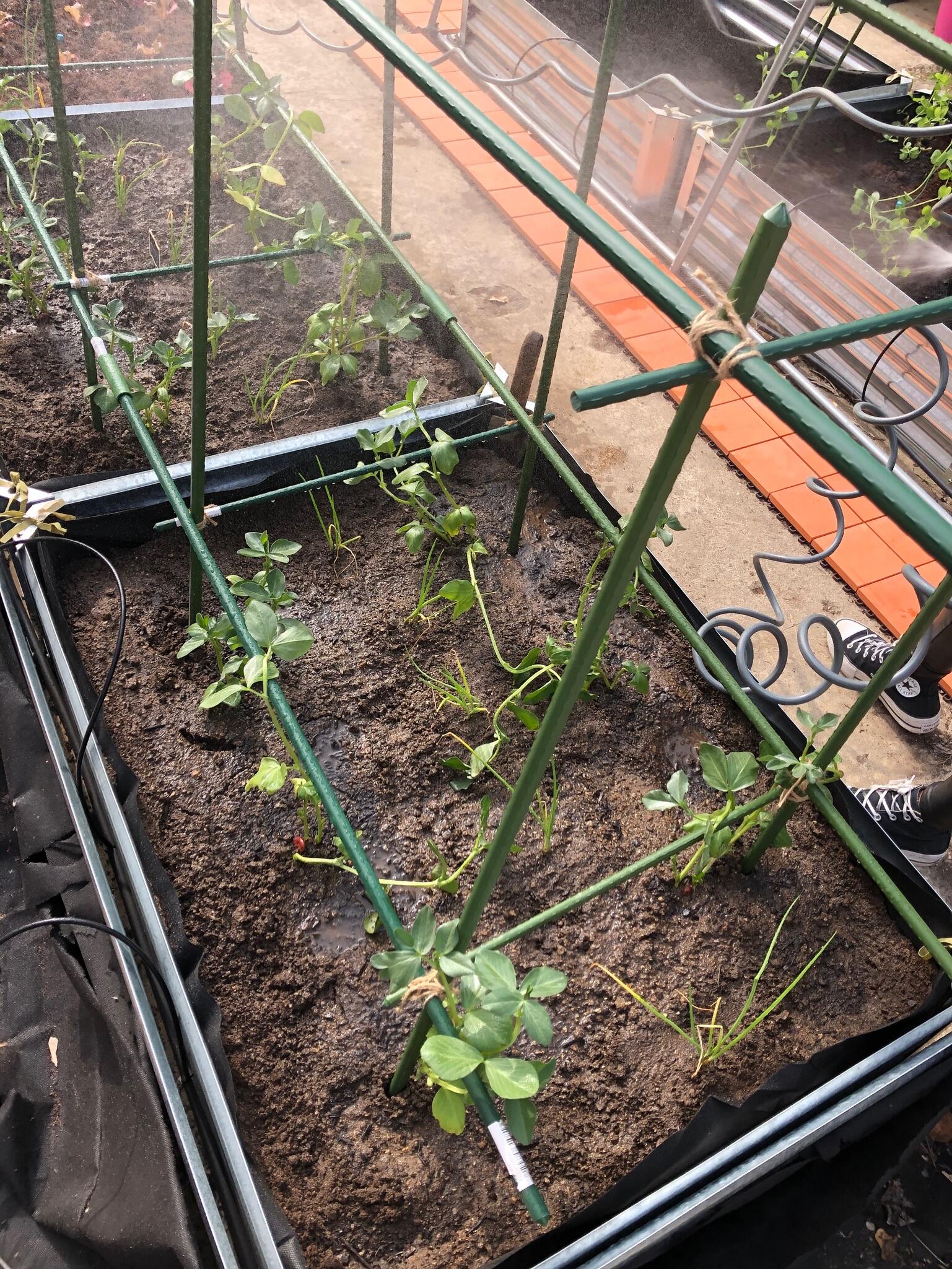 Tutor de  de 2.1m de alto y 16 mm de diámetro - 2