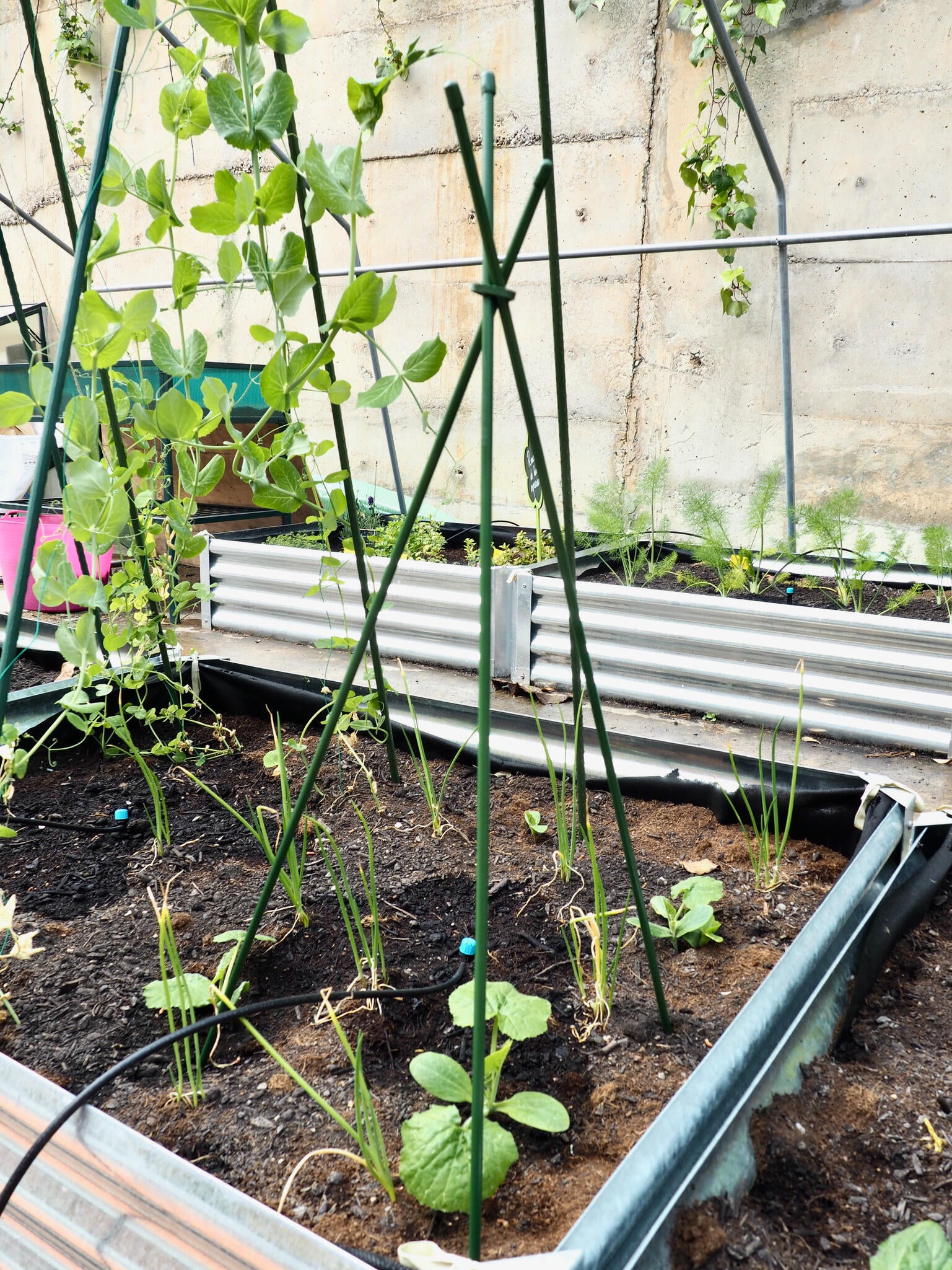 Tutor de 1.5m de alto y 11 mm de diámetro - 5