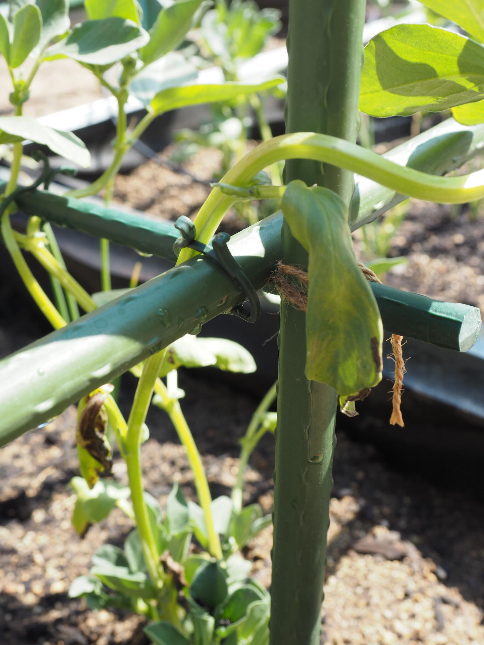 Tutor de 1.5m de alto y 11 mm de diámetro - 4