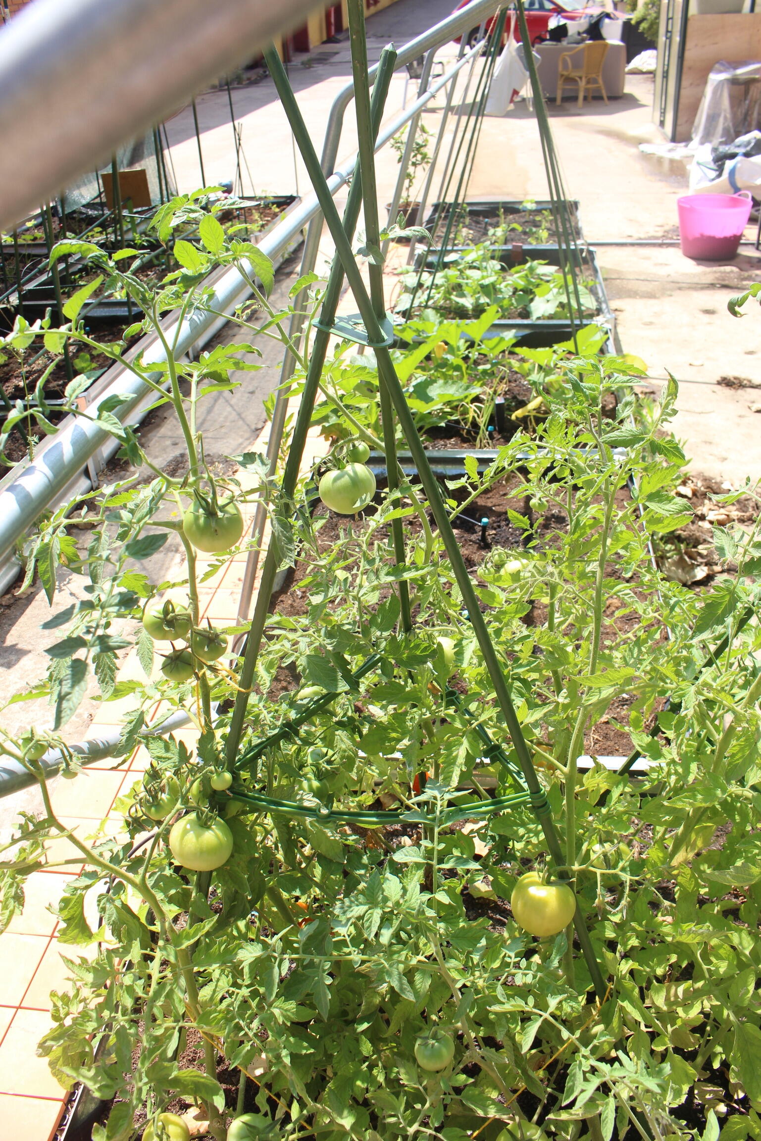 Tutor de 1.5m de alto y 11 mm de diámetro - 3