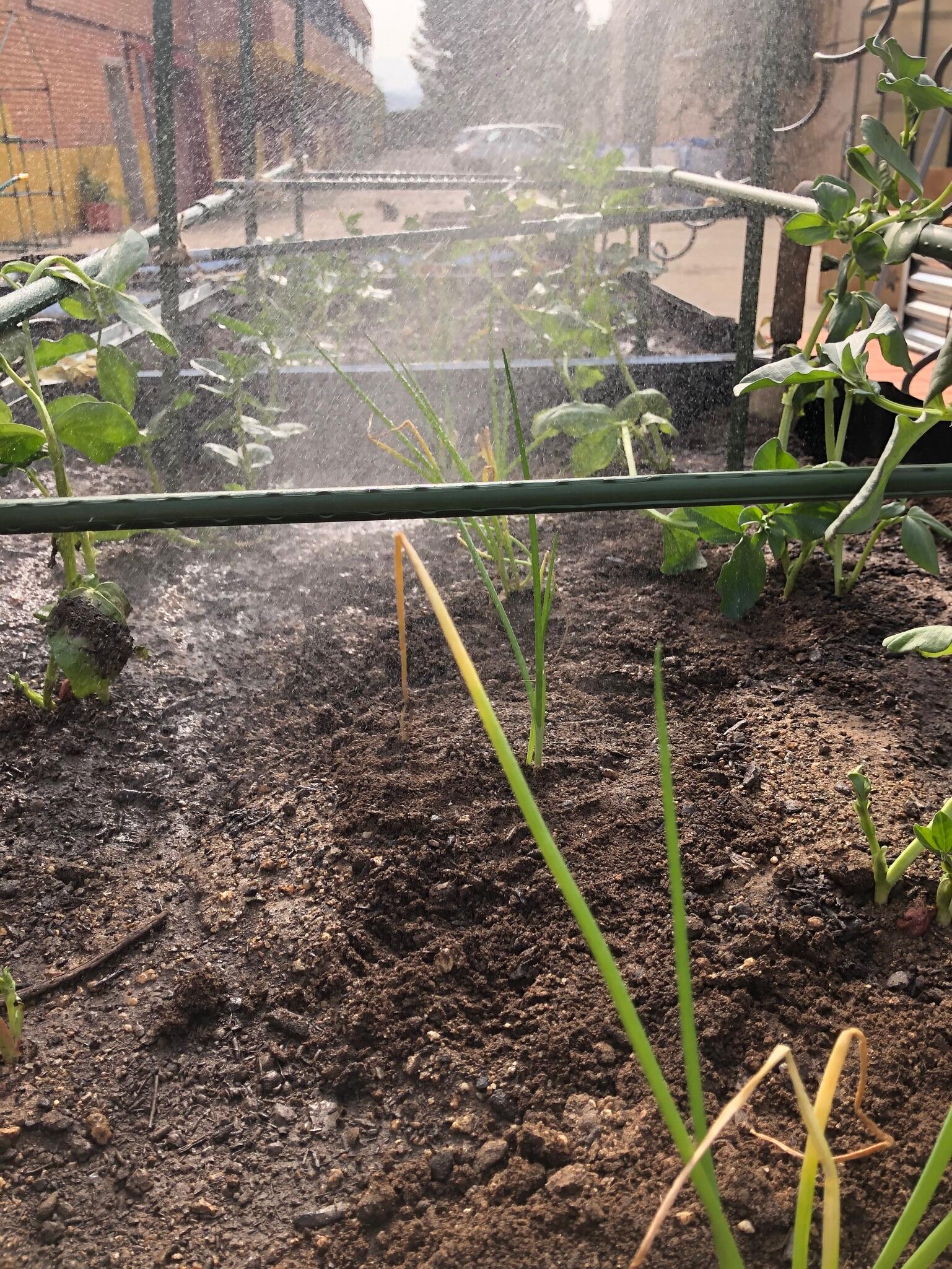 Tutor de 1.5m de alto y 11 mm de diámetro - 2