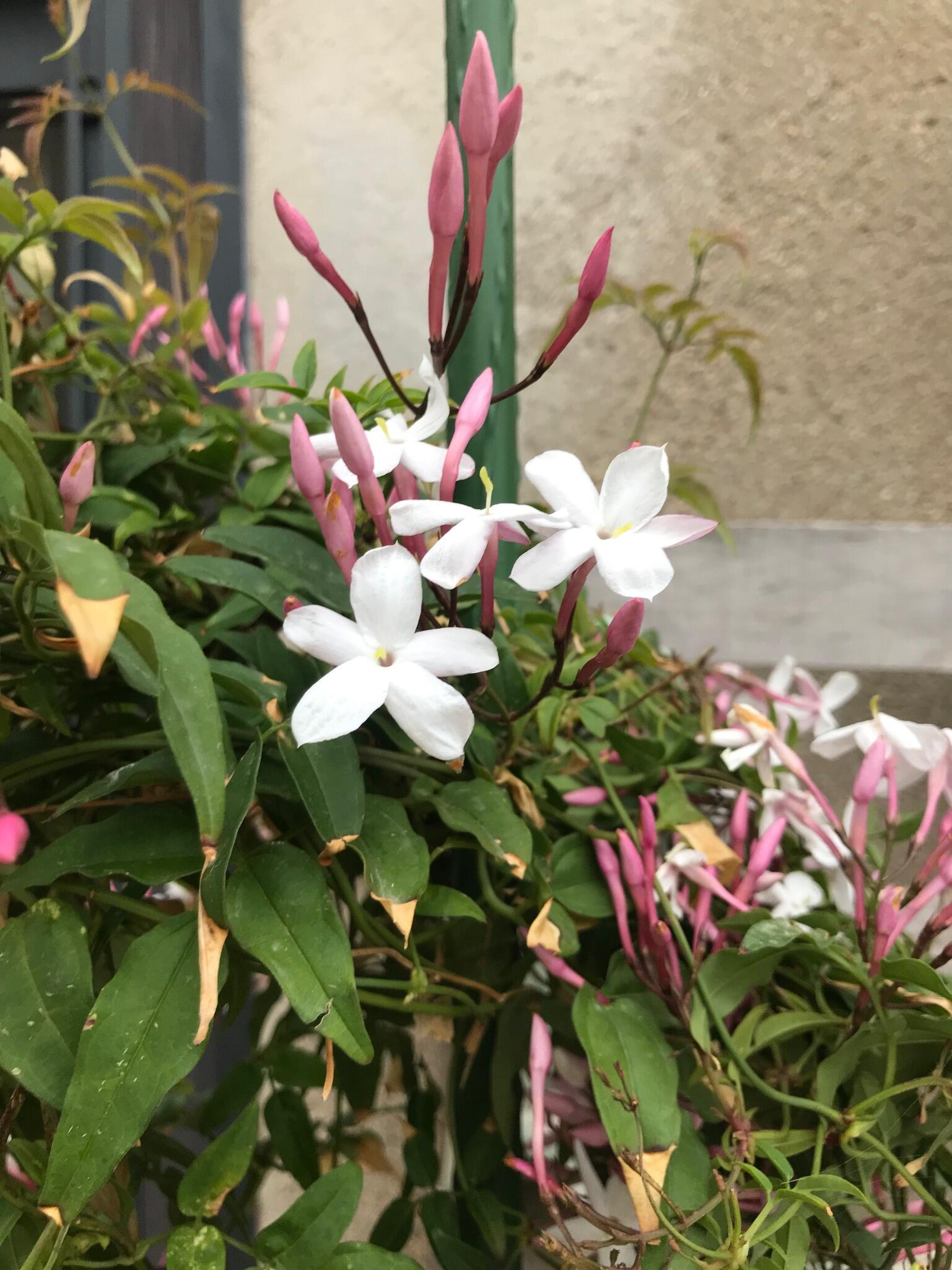 Tutor de 0.6m de alto y 8 mm de diámetro - 3