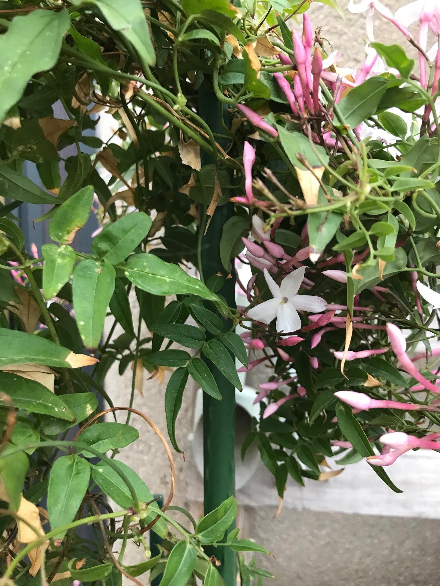 Tutor de 0.6m de alto y 8 mm de diámetro - 2