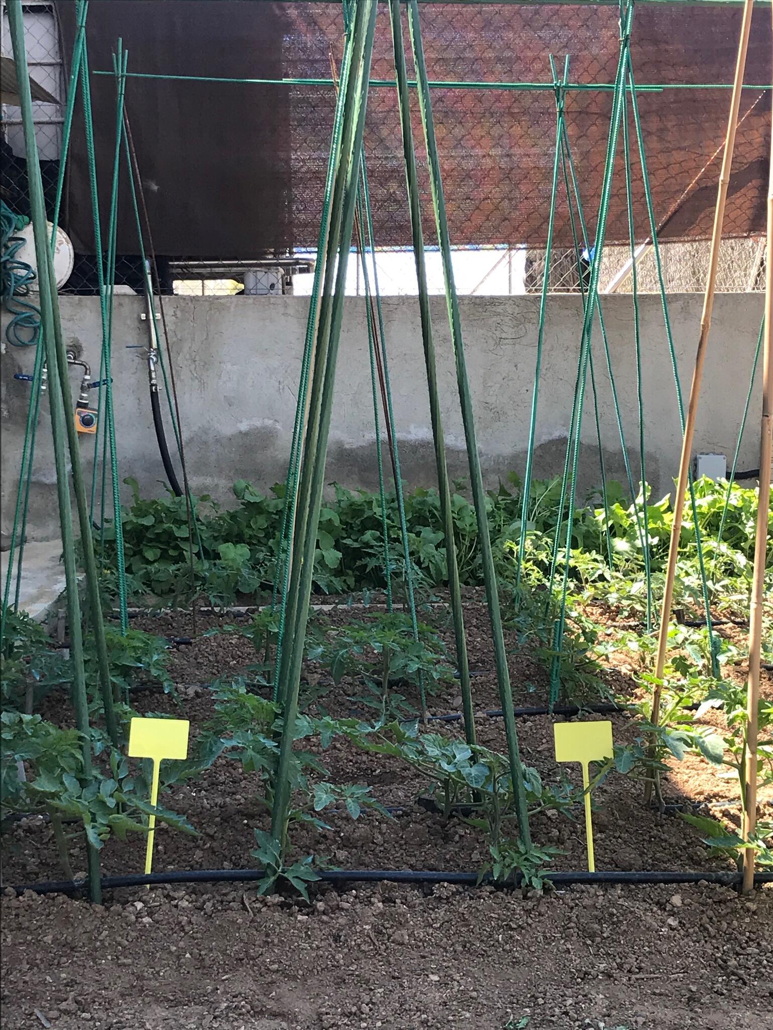 Tutor de 2.4m de alto y 16 mm de diámetro - 2