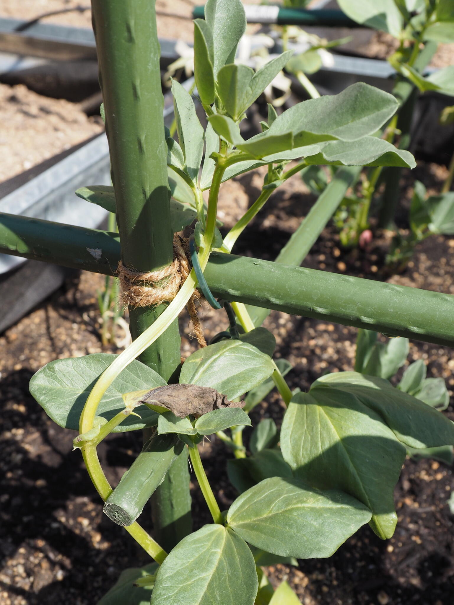 Tutor de 0.9m de alto y 8 mm de diámetro - 4