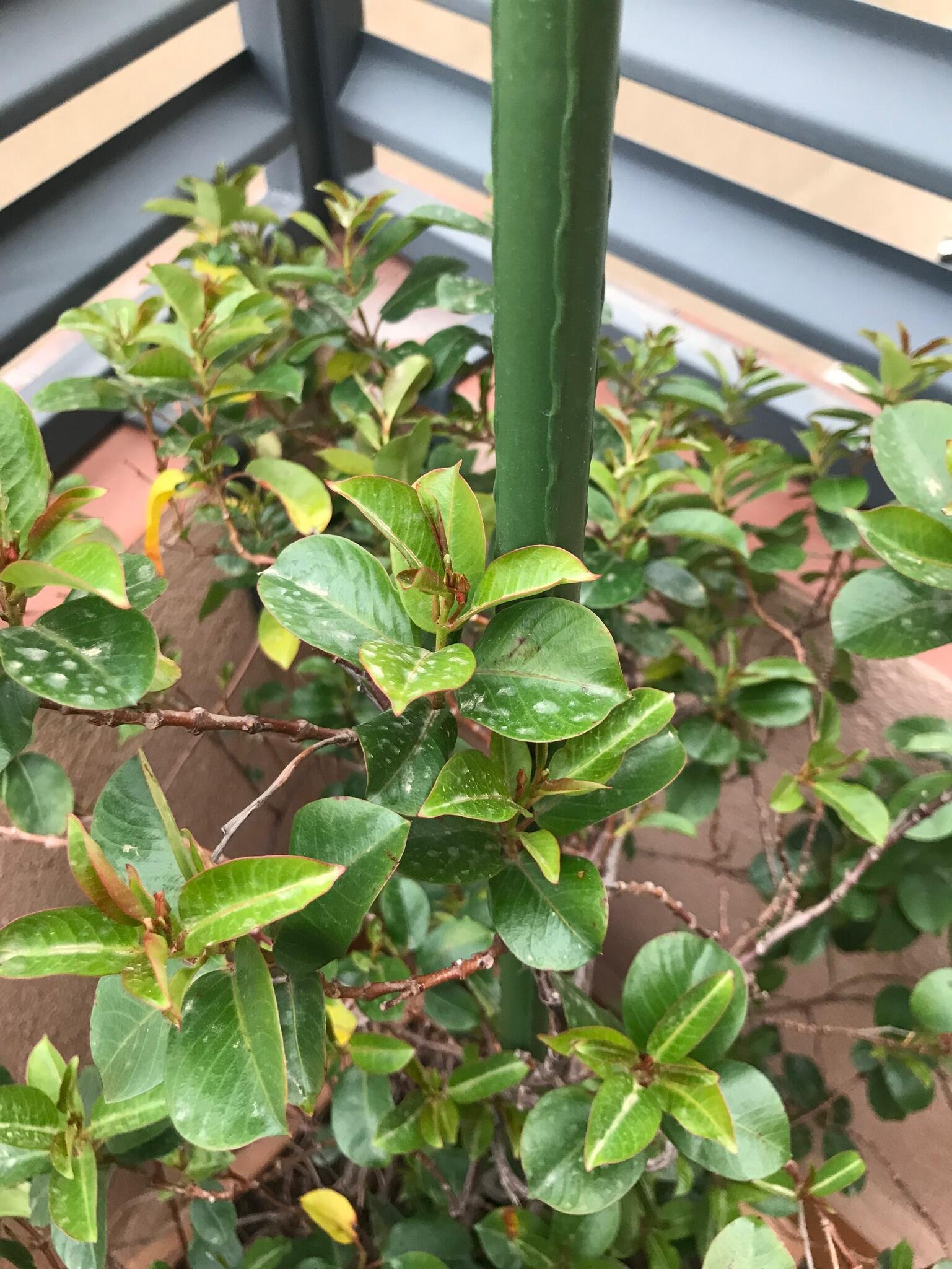 Tutor de 0.9m de alto y 8 mm de diámetro - 3