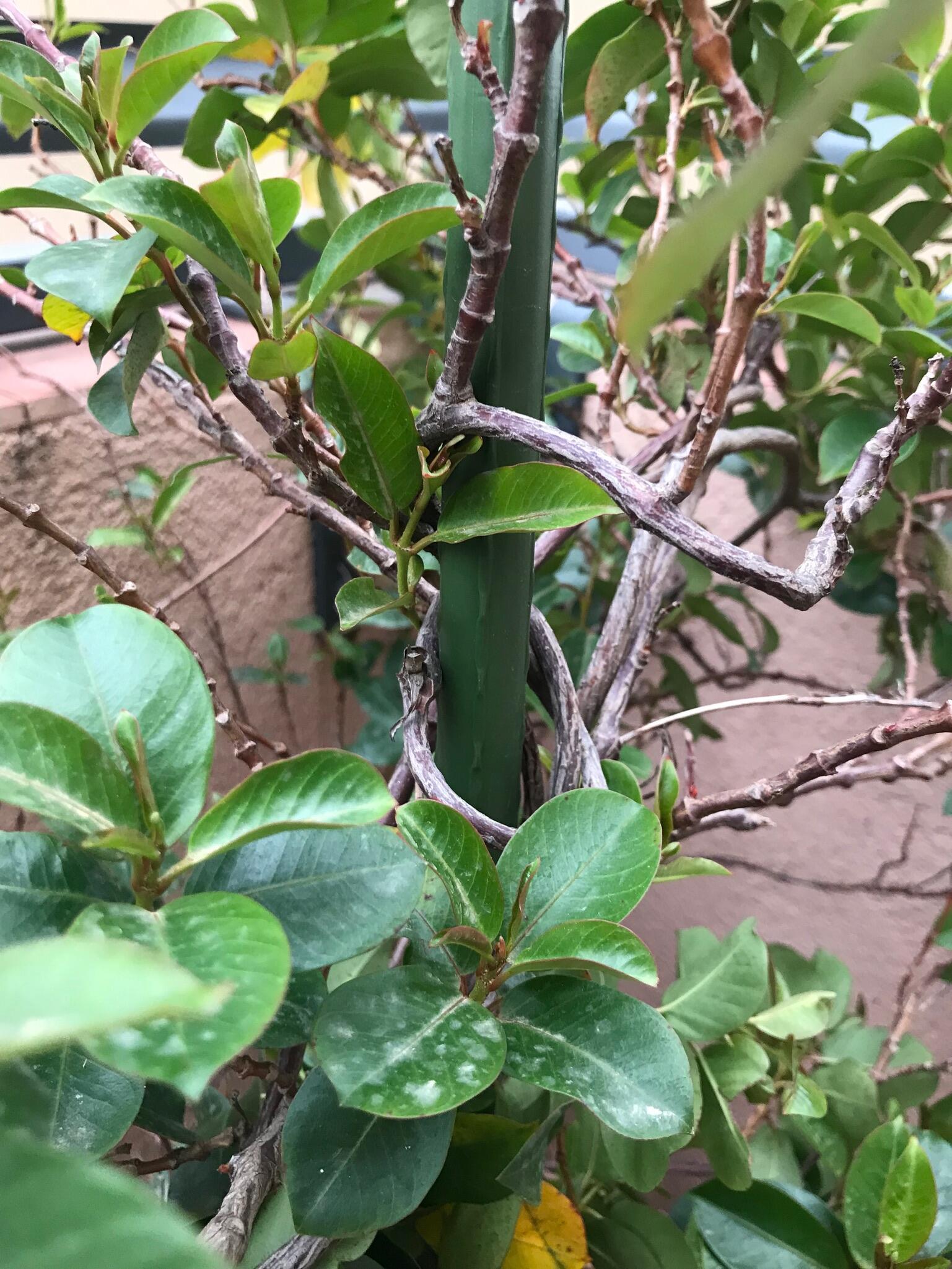 Tutor de 0.9m de alto y 8 mm de diámetro - 2