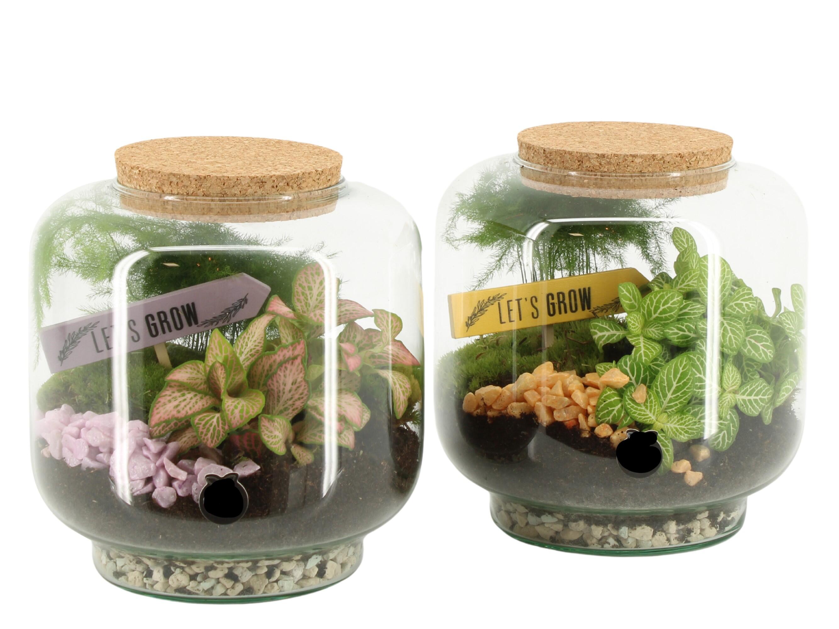 Perenne Terrarium en maceta de 17 cm - 2