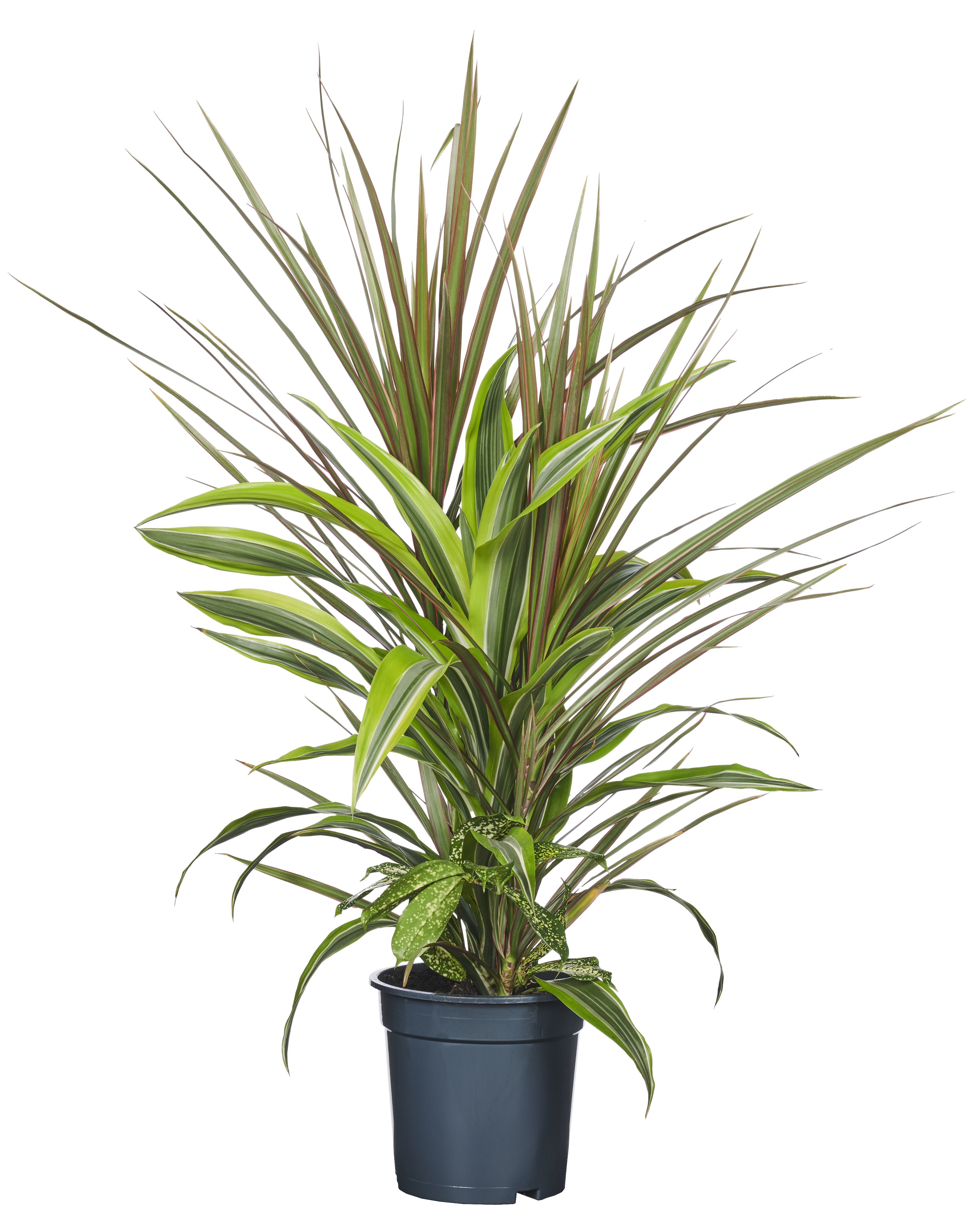 fargesia species Fargesia dracocephala 'Rufa'