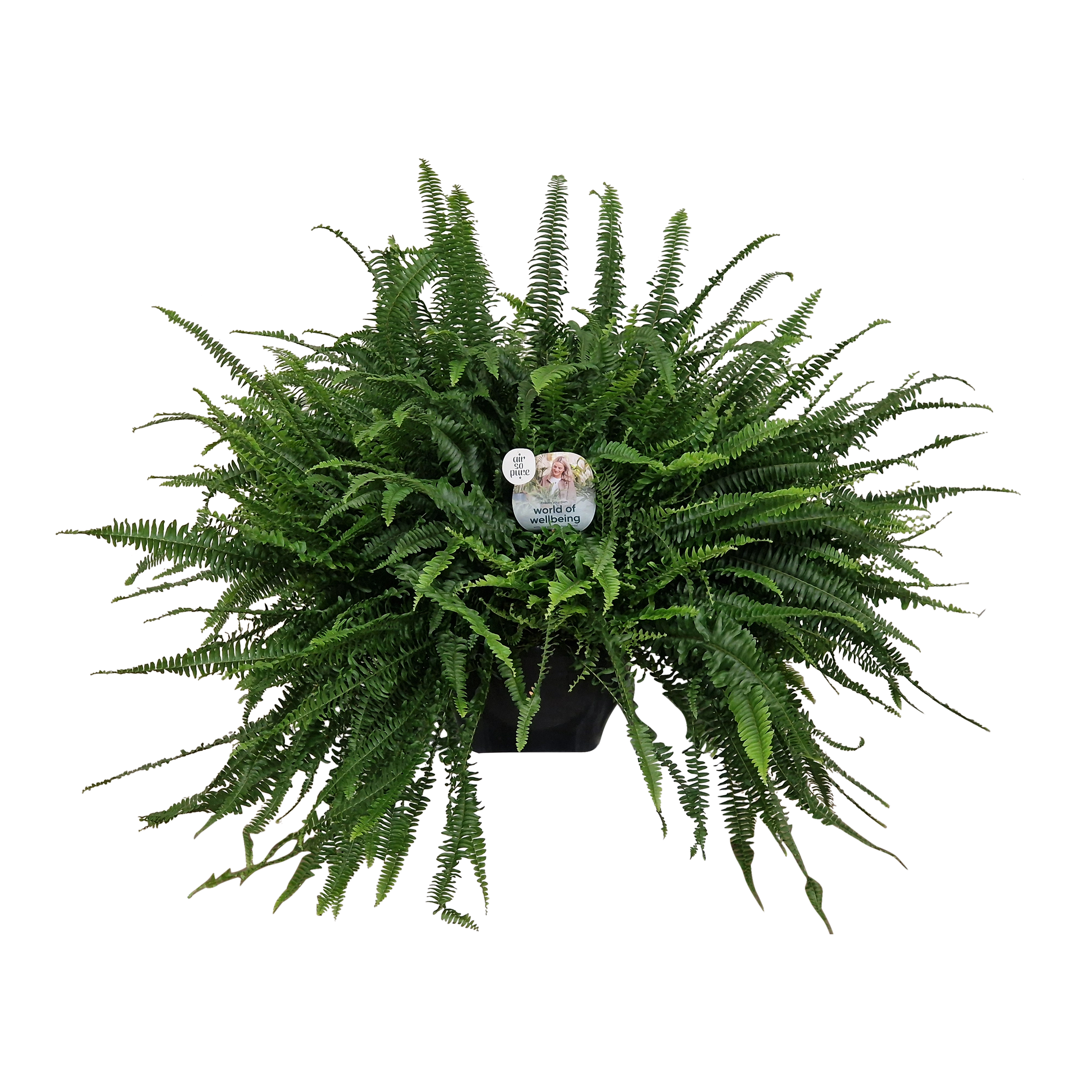 Nefrolepis Green Lady Paproć 60-70 cm