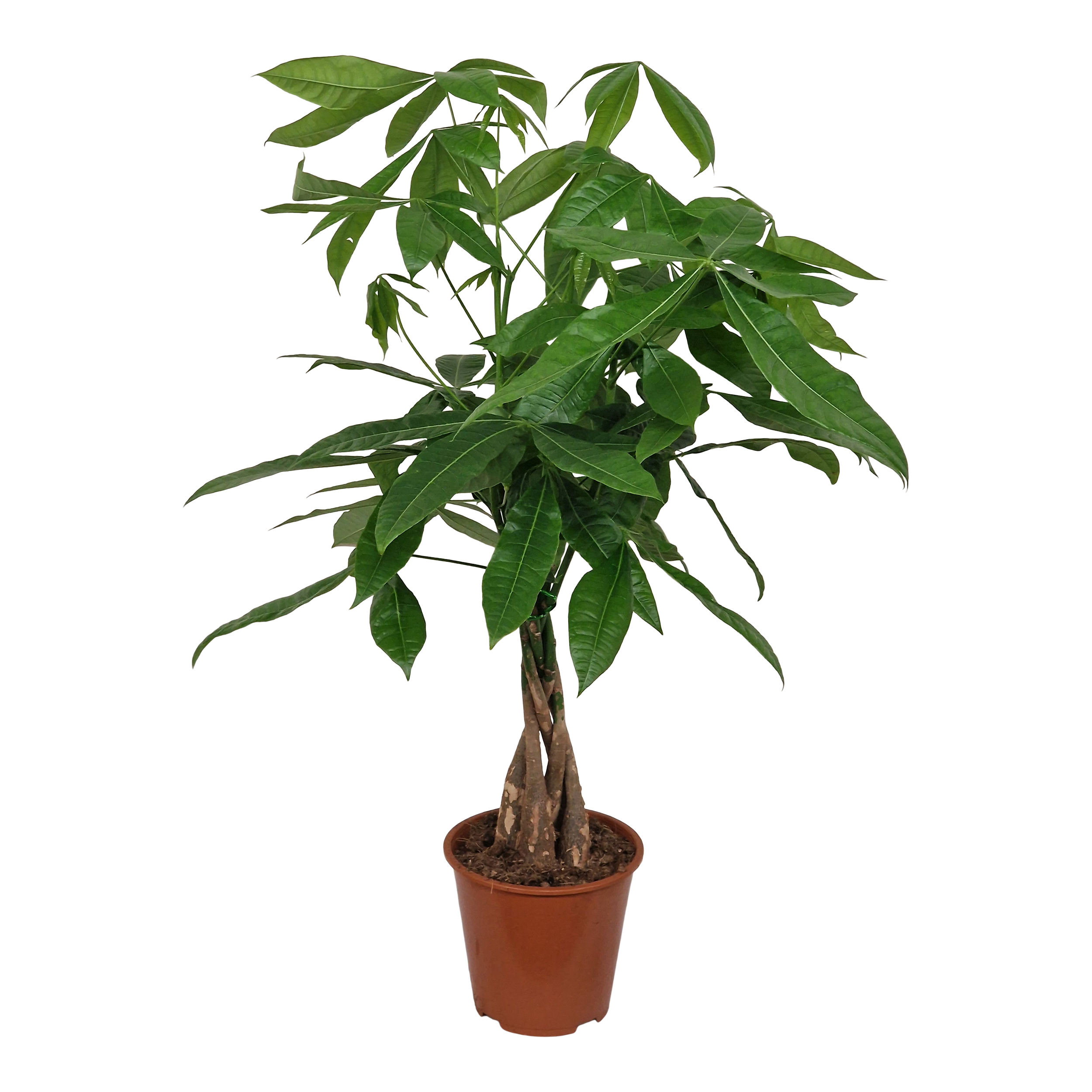 Pachira Aquatica Pachira wodna 85 cm