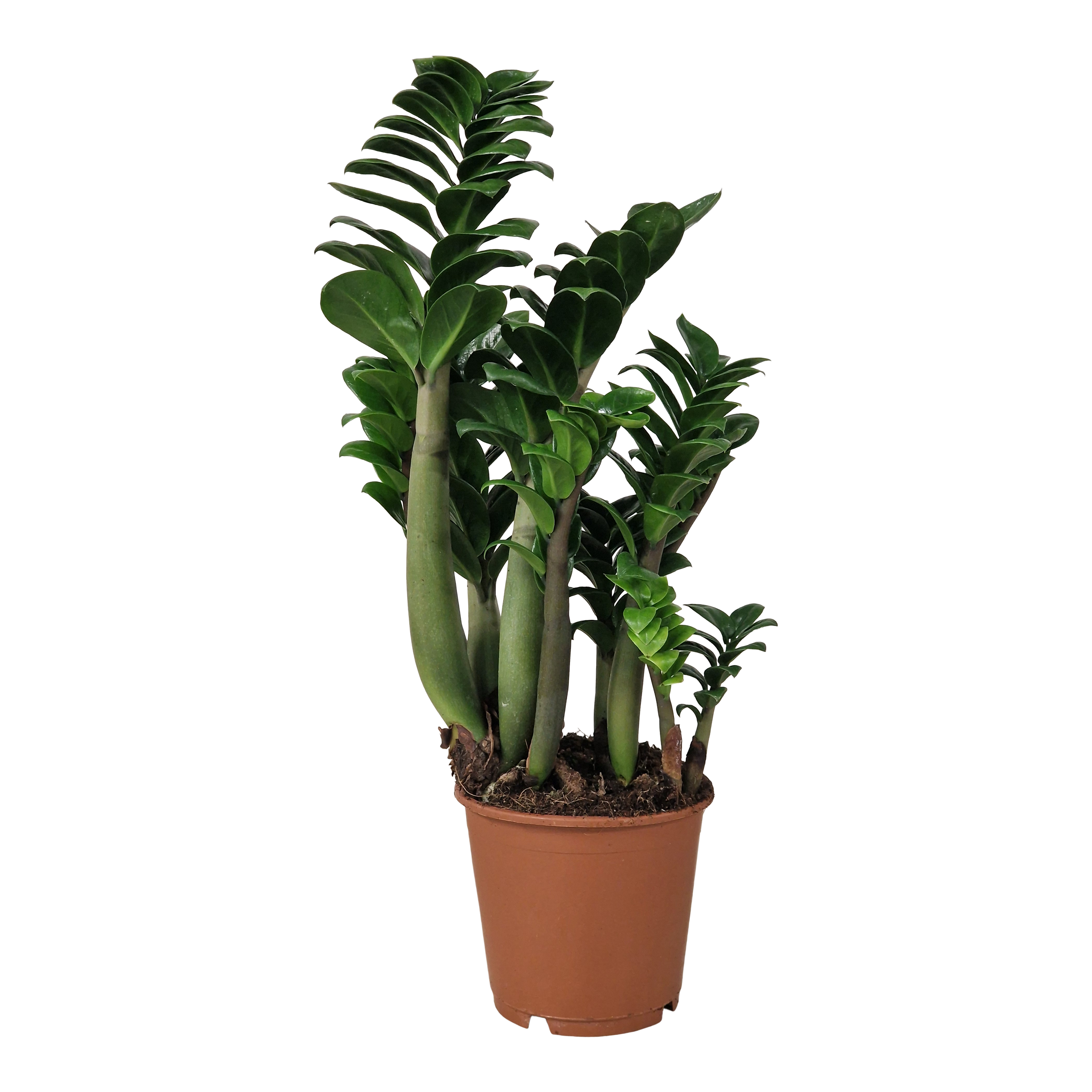 Zamiokulkas Zenzi 45-50 cm