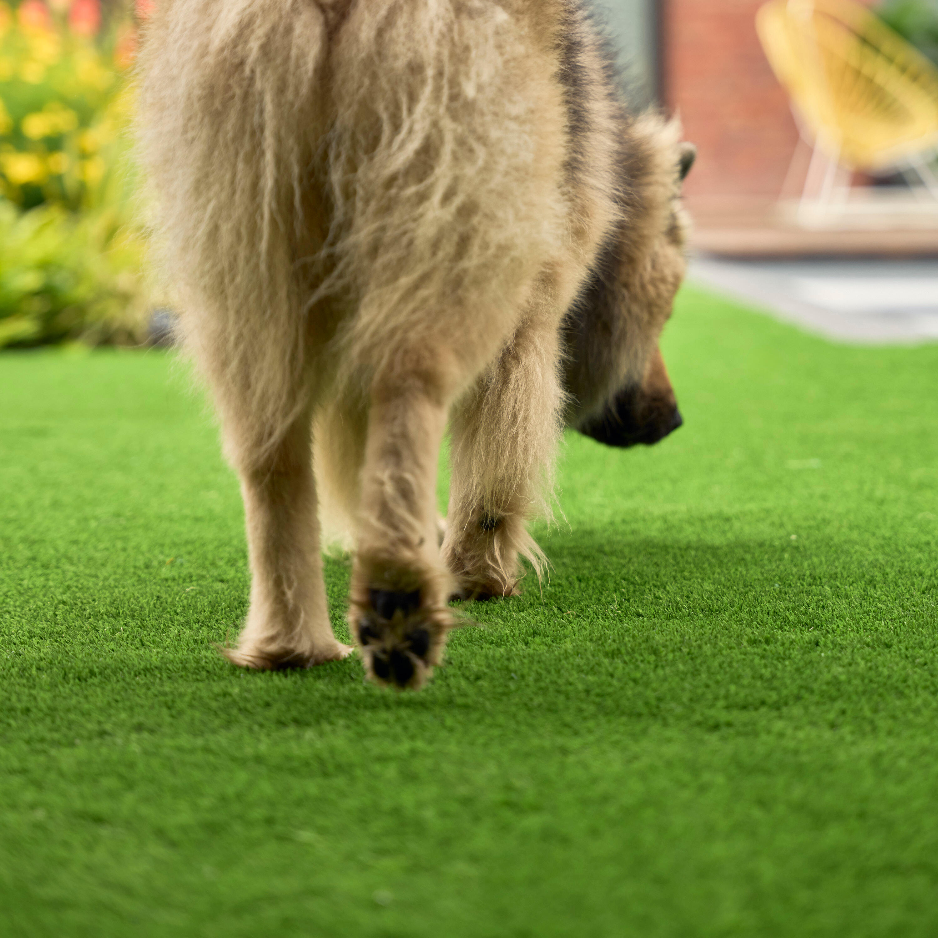 Rolo de relva artificial NATERIAL IBIZA 30MM 1X5M A MEDIDA 30% reciclado 28350 pontadas m2 e 8500 DTex - 15