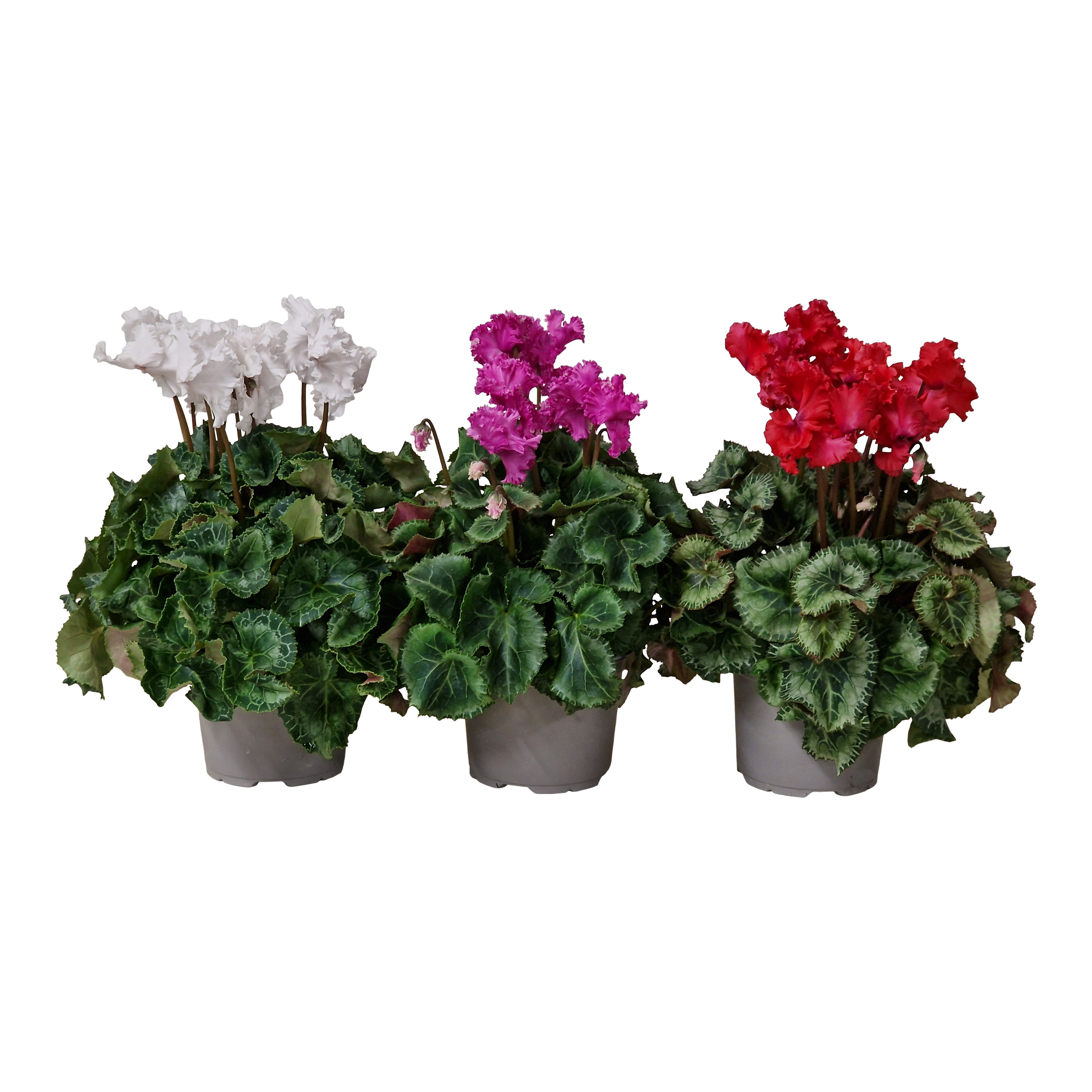 Cyklamen MoreLIPS® Biały 20 cm