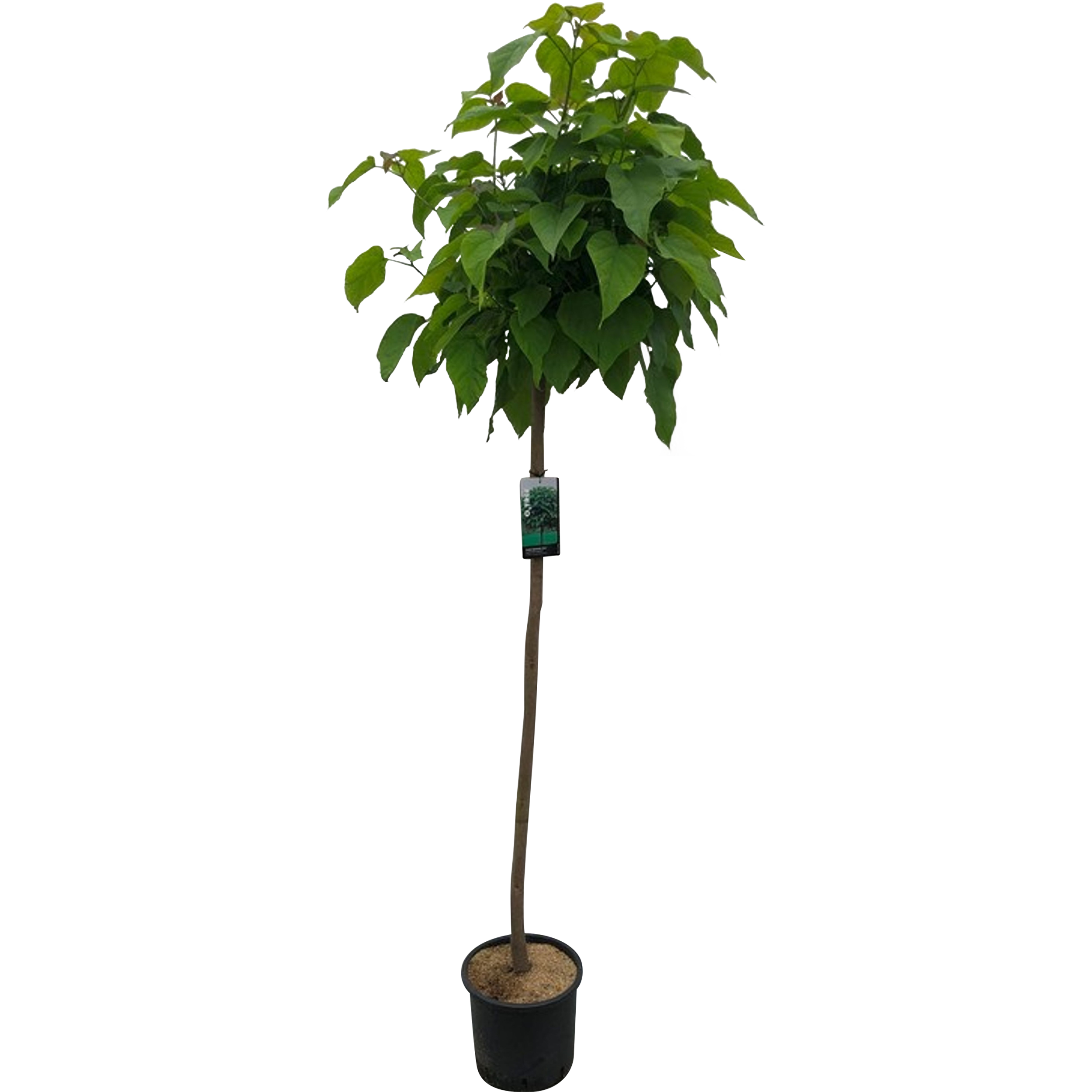 Surmia bignoniowa 140-160 cm