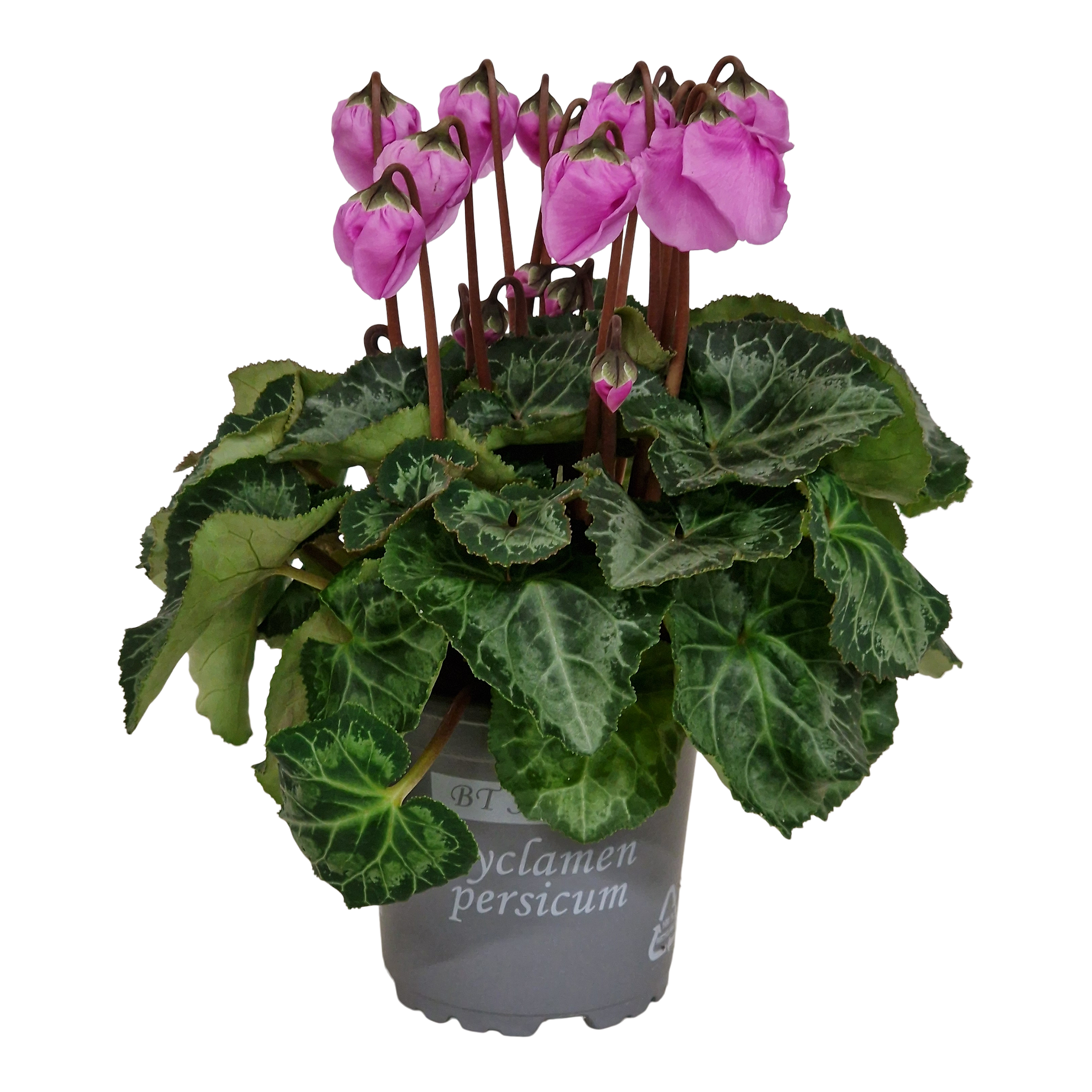 Cyklamen Windbell 20 cm