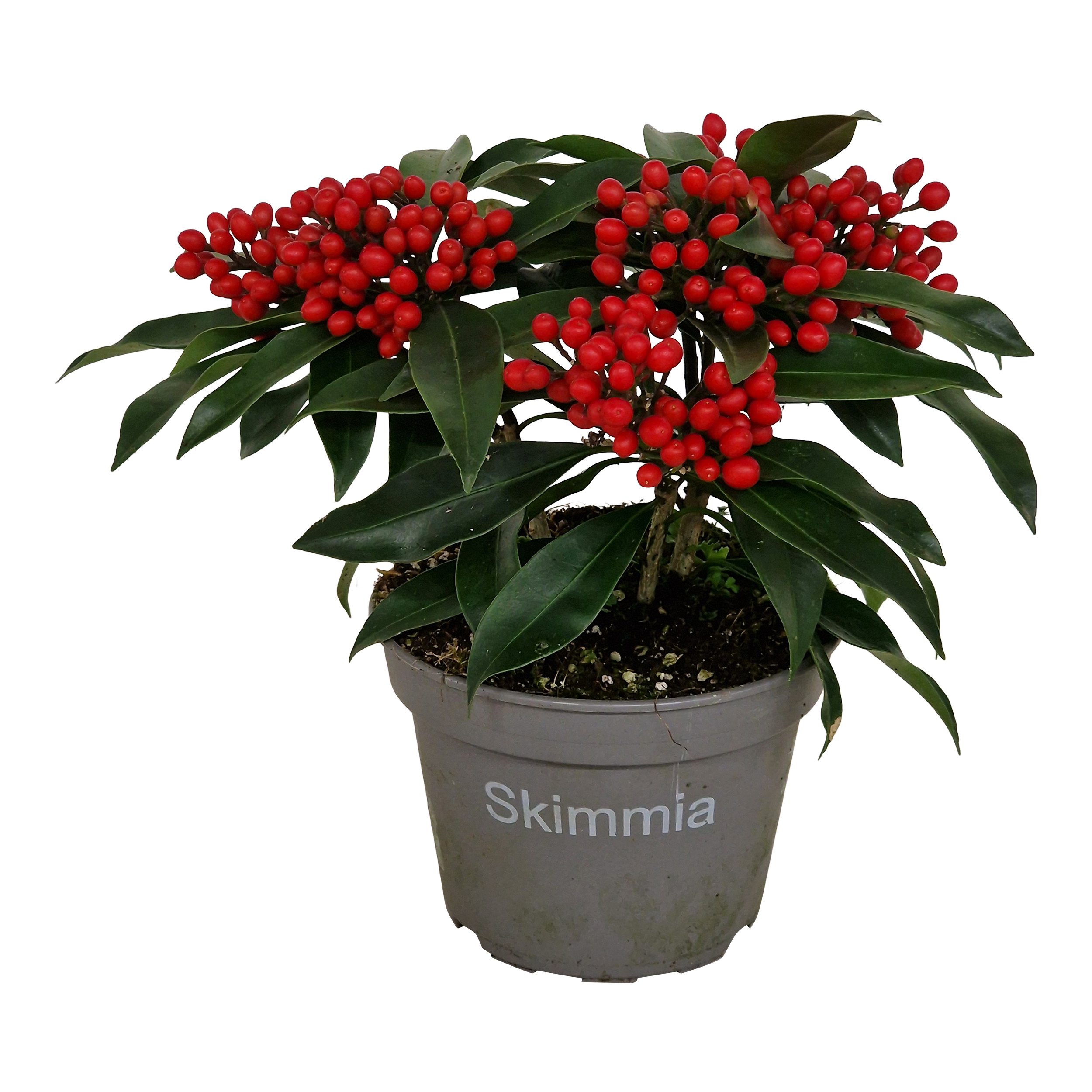 Skimmia Reevesiana 30 cm